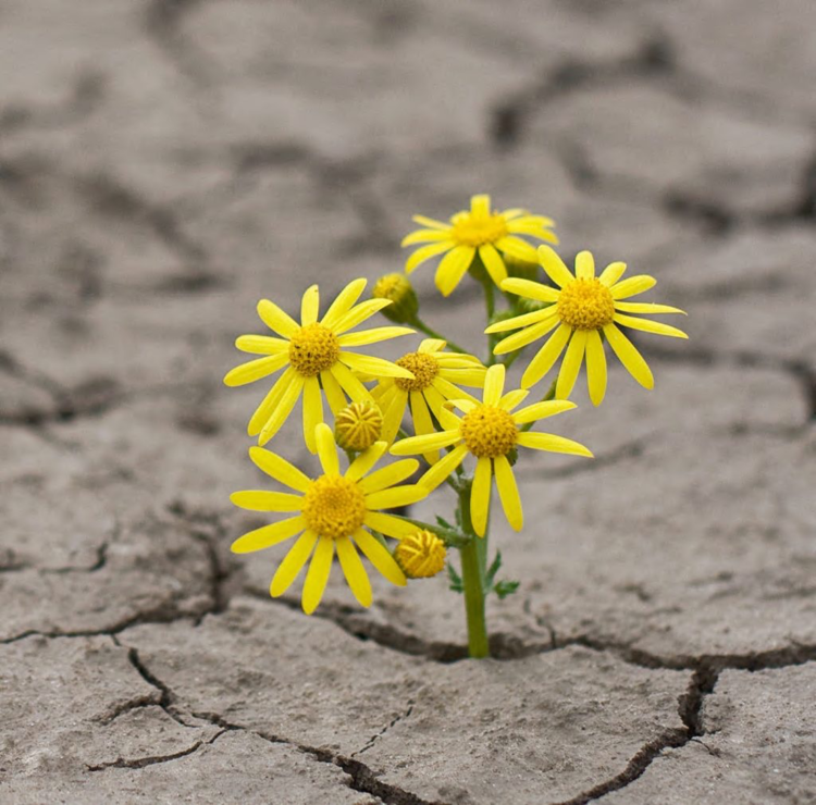 resilience-business-sustainability.png