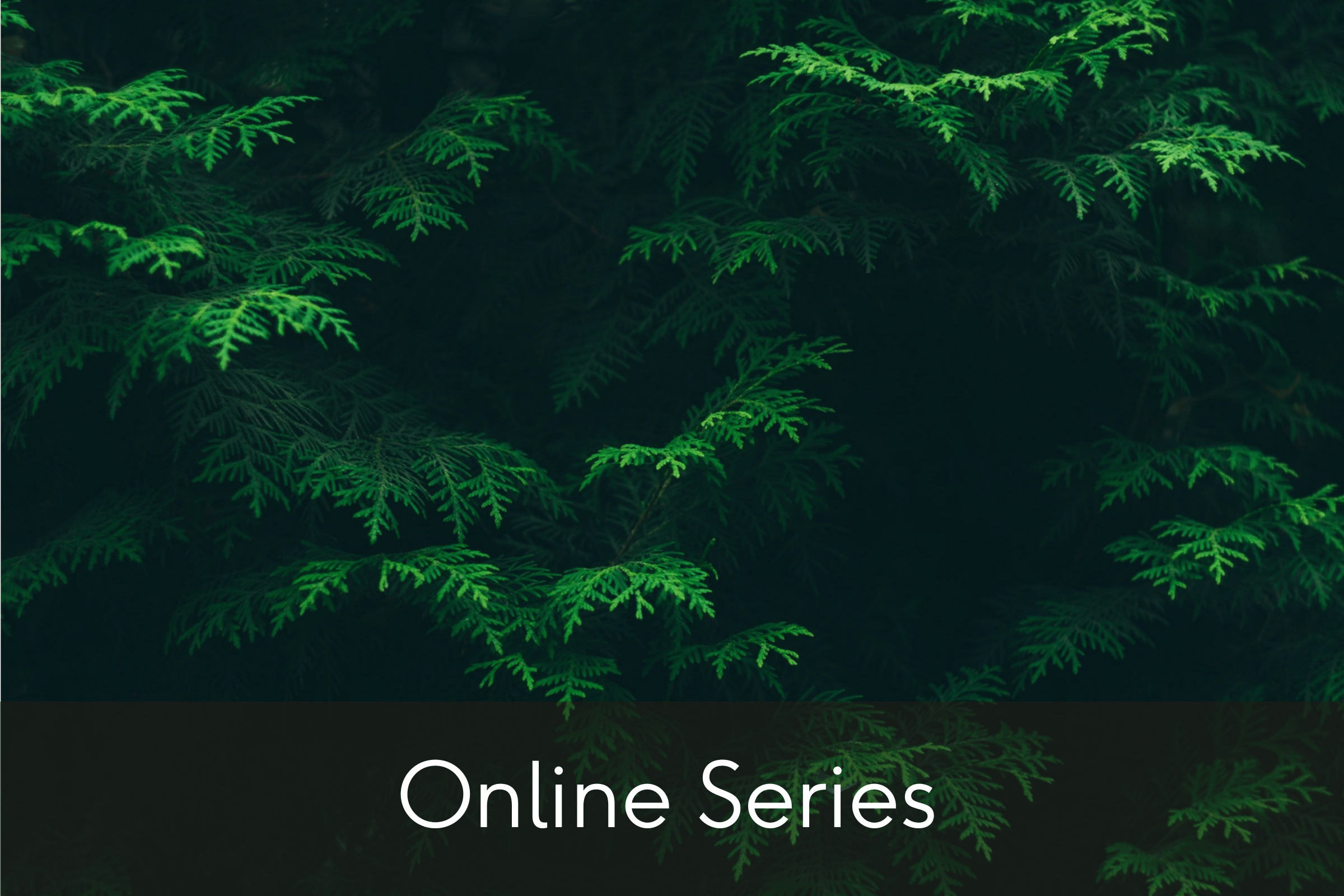 Say What You Mean: 8-Week Online Course, Part II