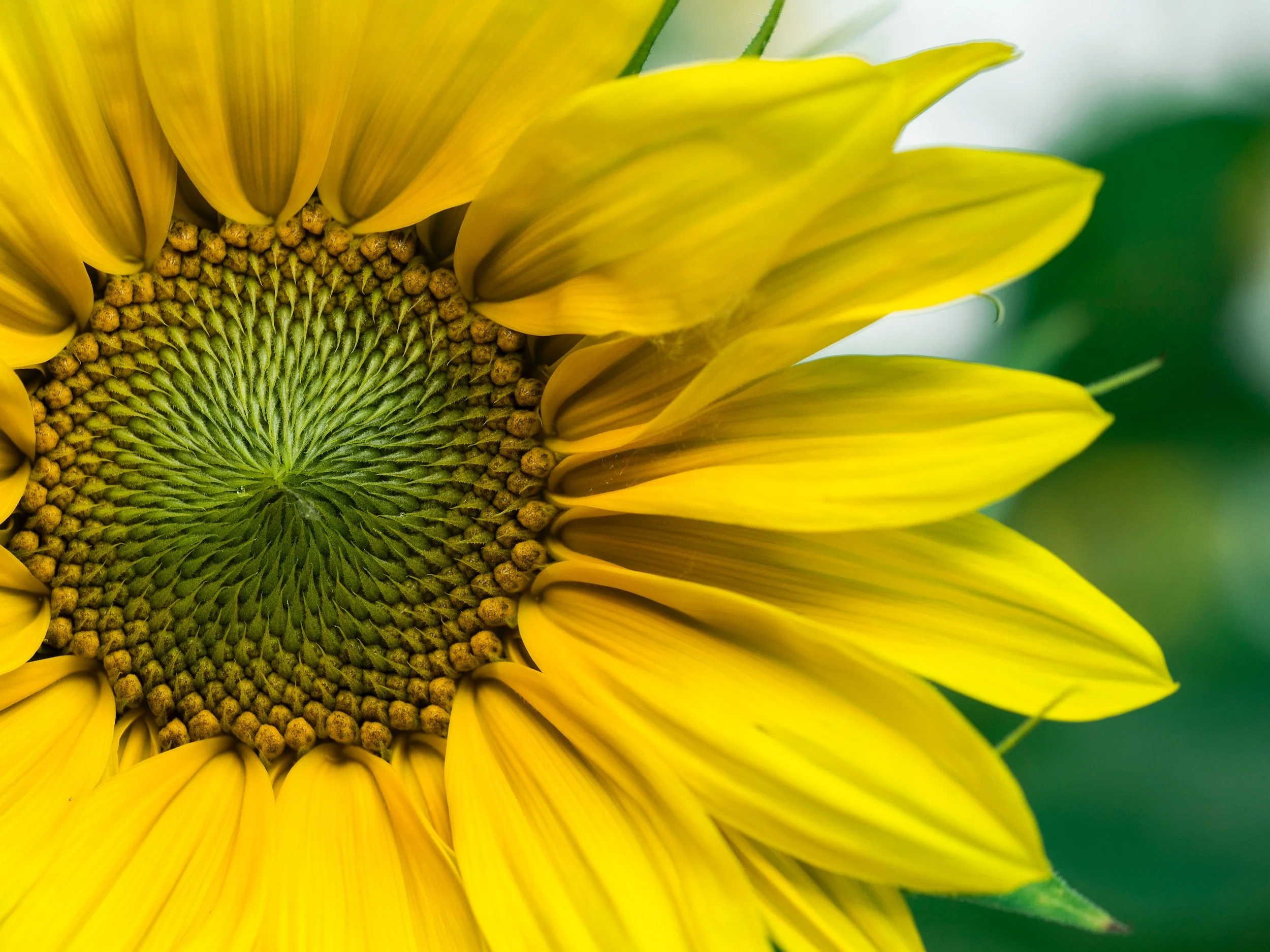 What Does it Mean to Practice Peace?