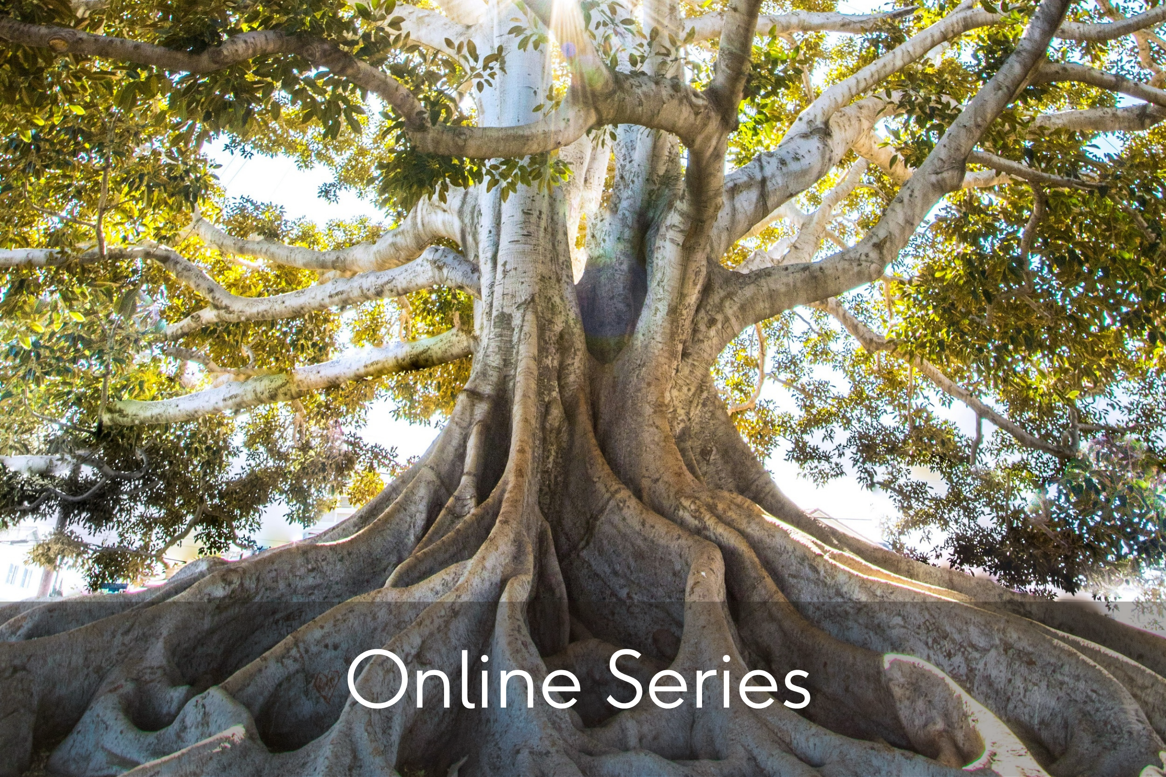 Wise Communication: The Roots of Transformative Relationships