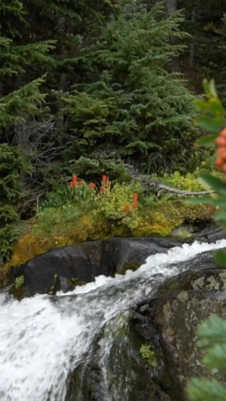 Mount Rainier Stream [Video] (Wallpaper)