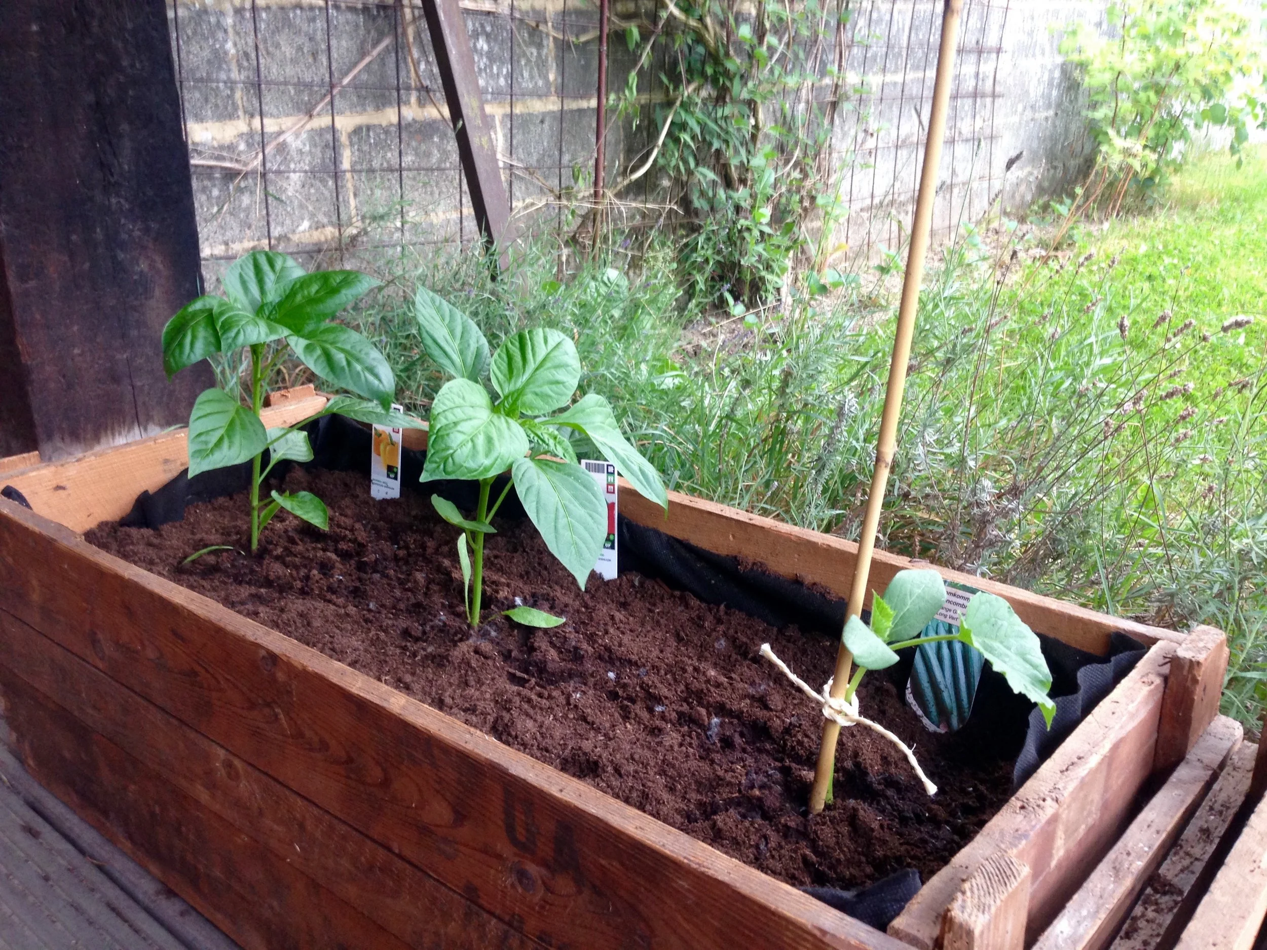 Red & yellow peppers plus cucumber planted in old, inherited wooden containers.