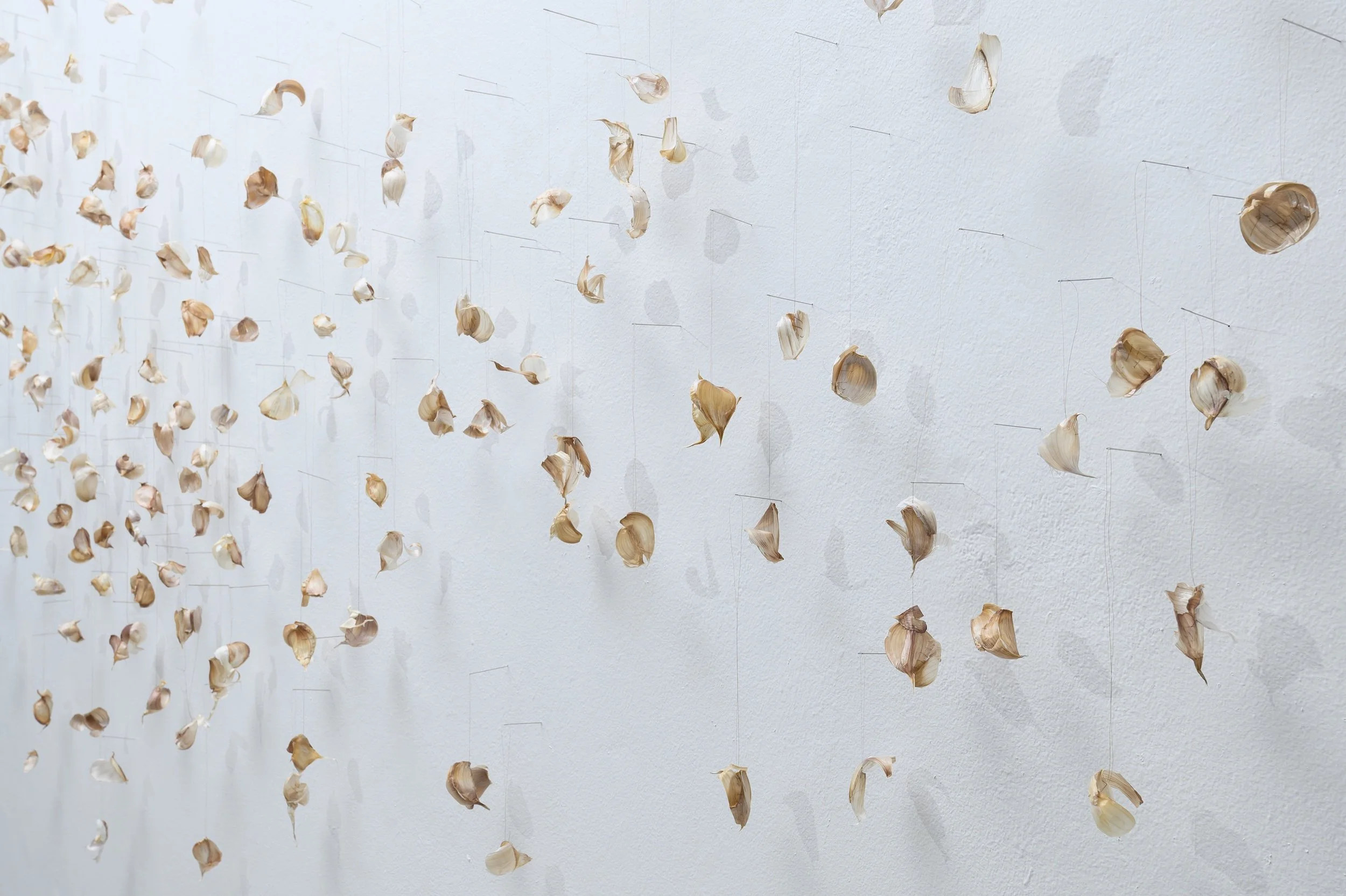 Lull, 2026, garlic skins stitched with hair strands & needles, 290 x 120 x 5cm