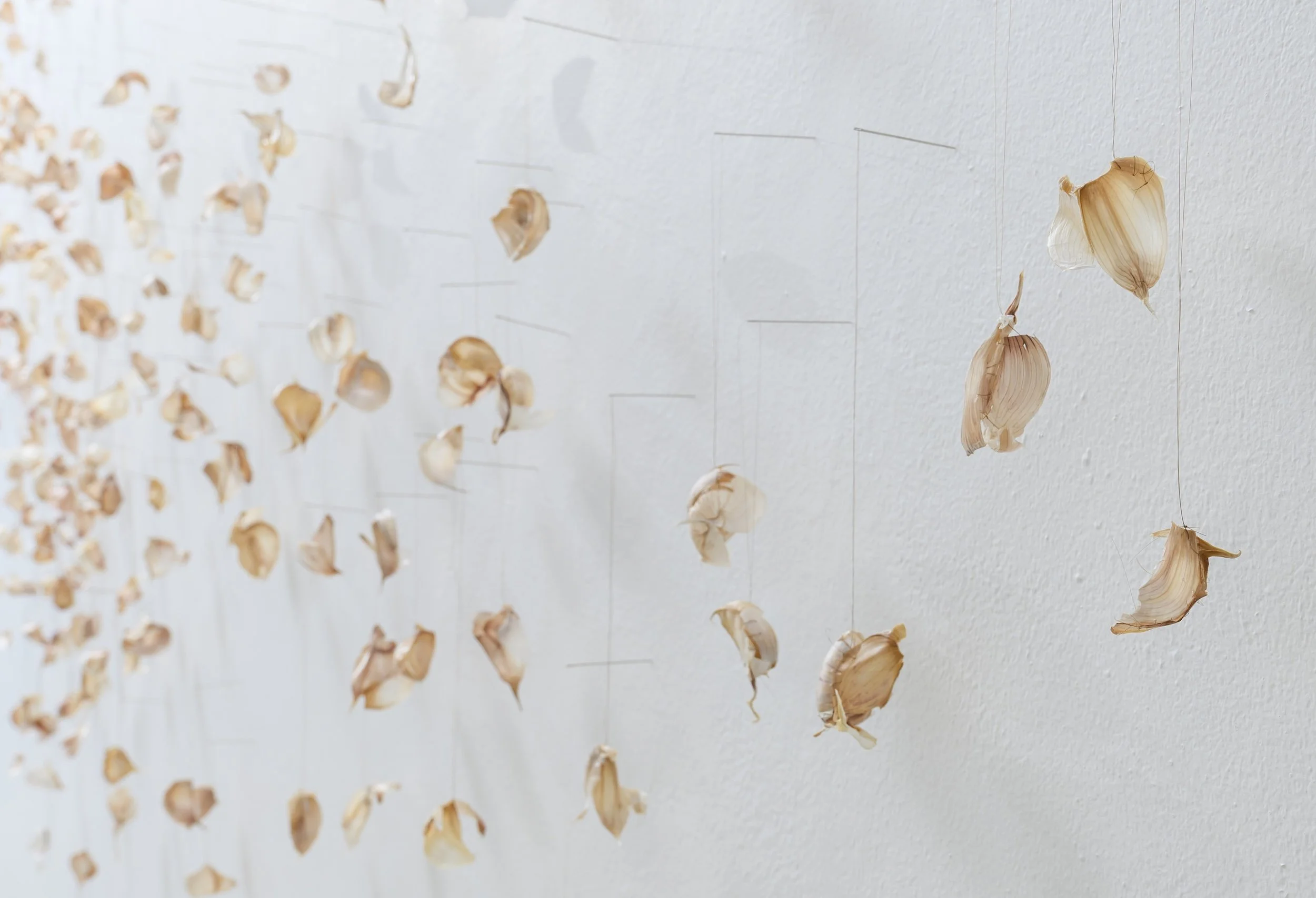 Lull, 2026, Garlic skin, hair strands and needles, 120 x 290 x 5cm