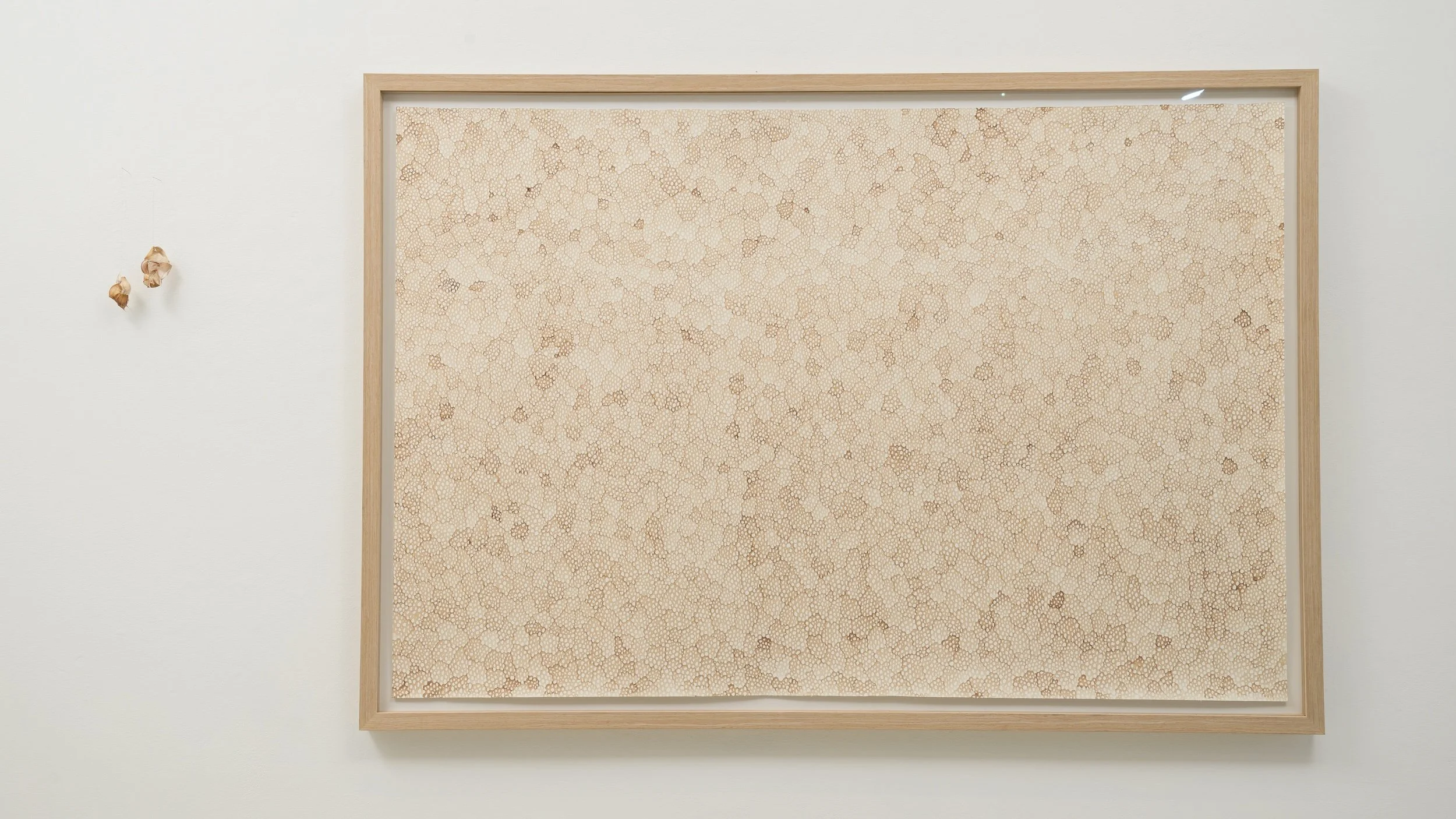 Earth. Skin. Scale. 2024, red wine on paper, 110 x 161cm: LEFT Linger. Longing still. 2026, Garlic skin stitched with hair, needles, 25 x 12cm. Photography by Michael McLaughlin