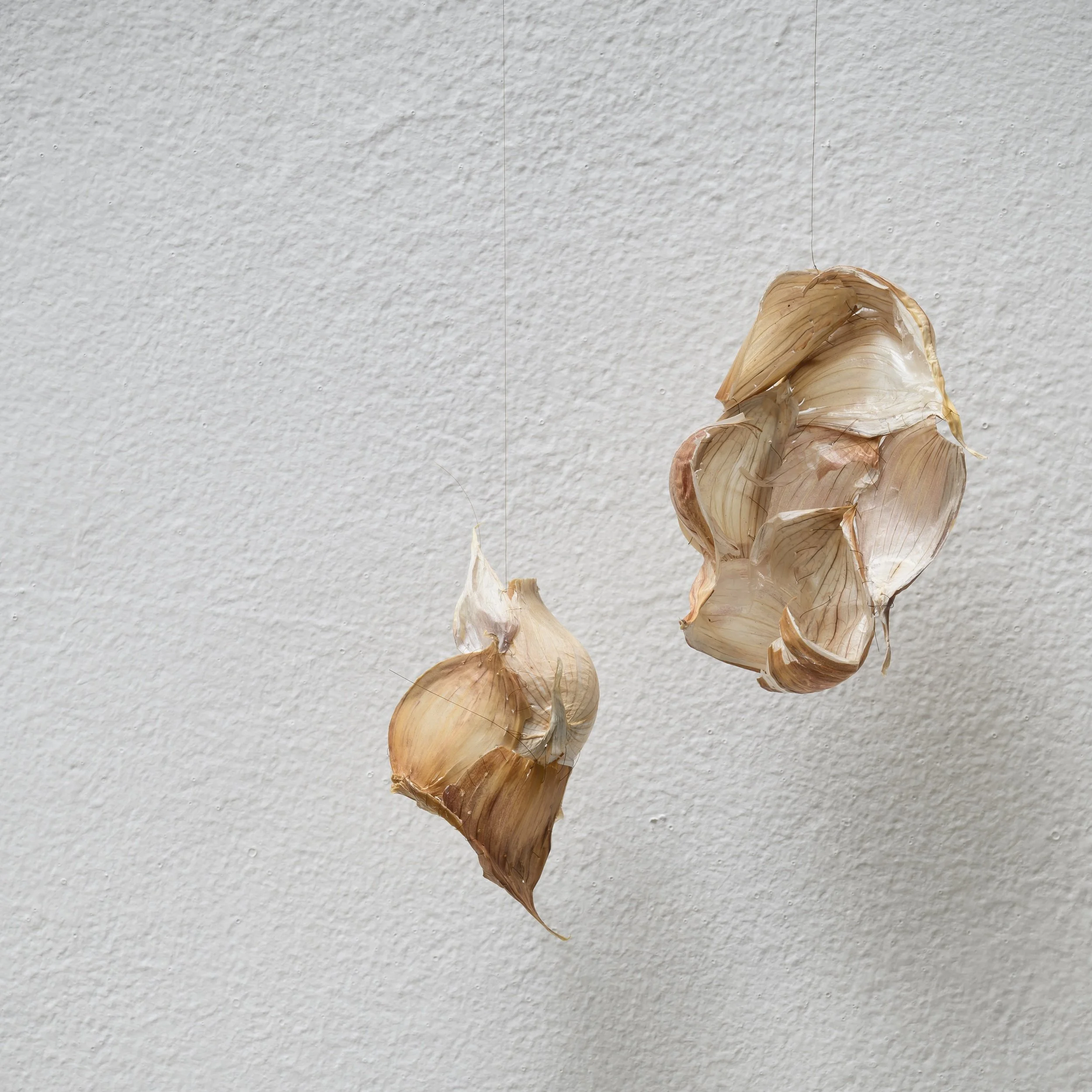 Linger. Longing still. 2025, Garlic skin, hair strands & needles, 12 x 25cm