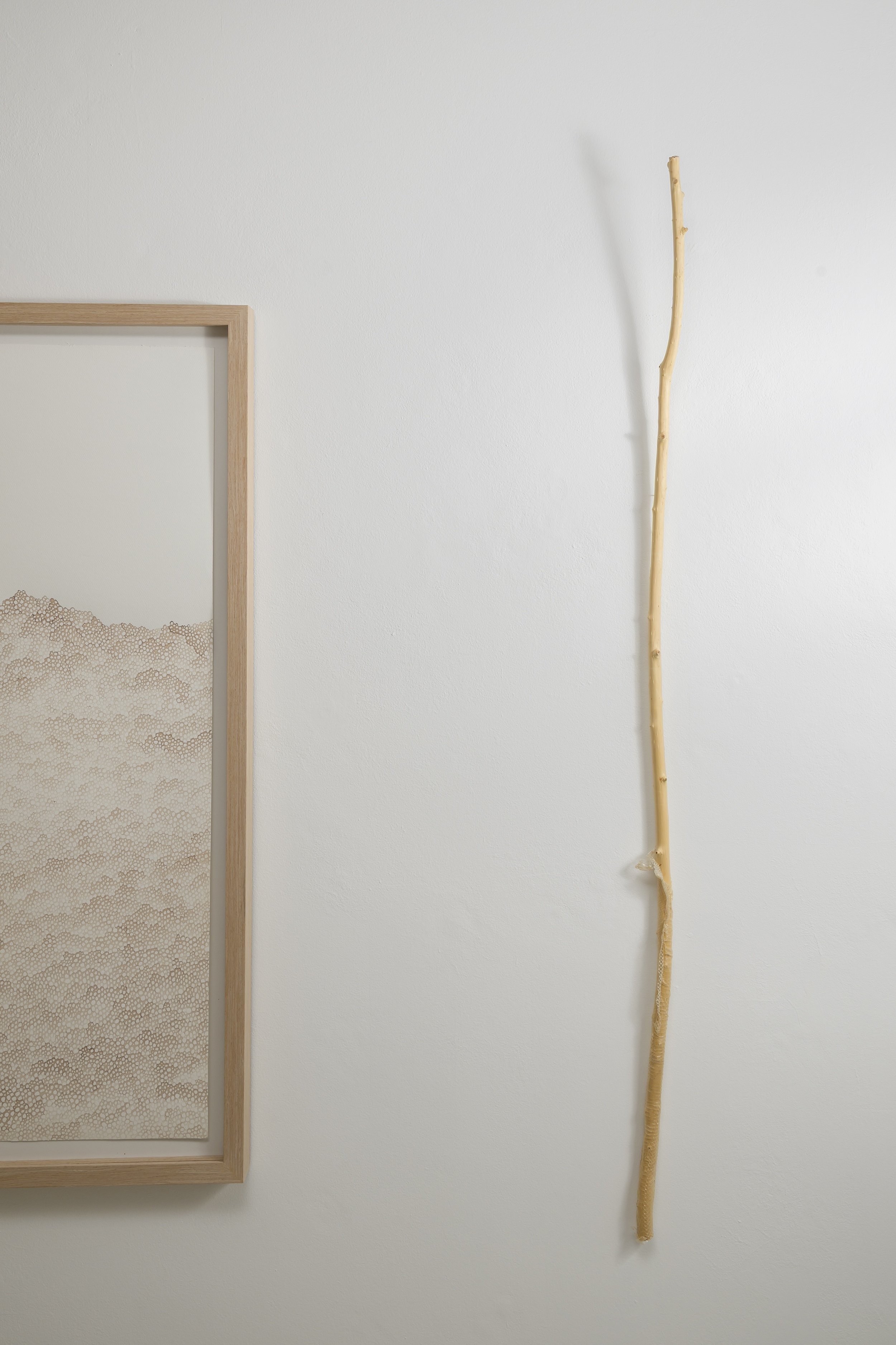 Shed, 2026, peeled willow with snake skin, 152 x 10 x 6cm