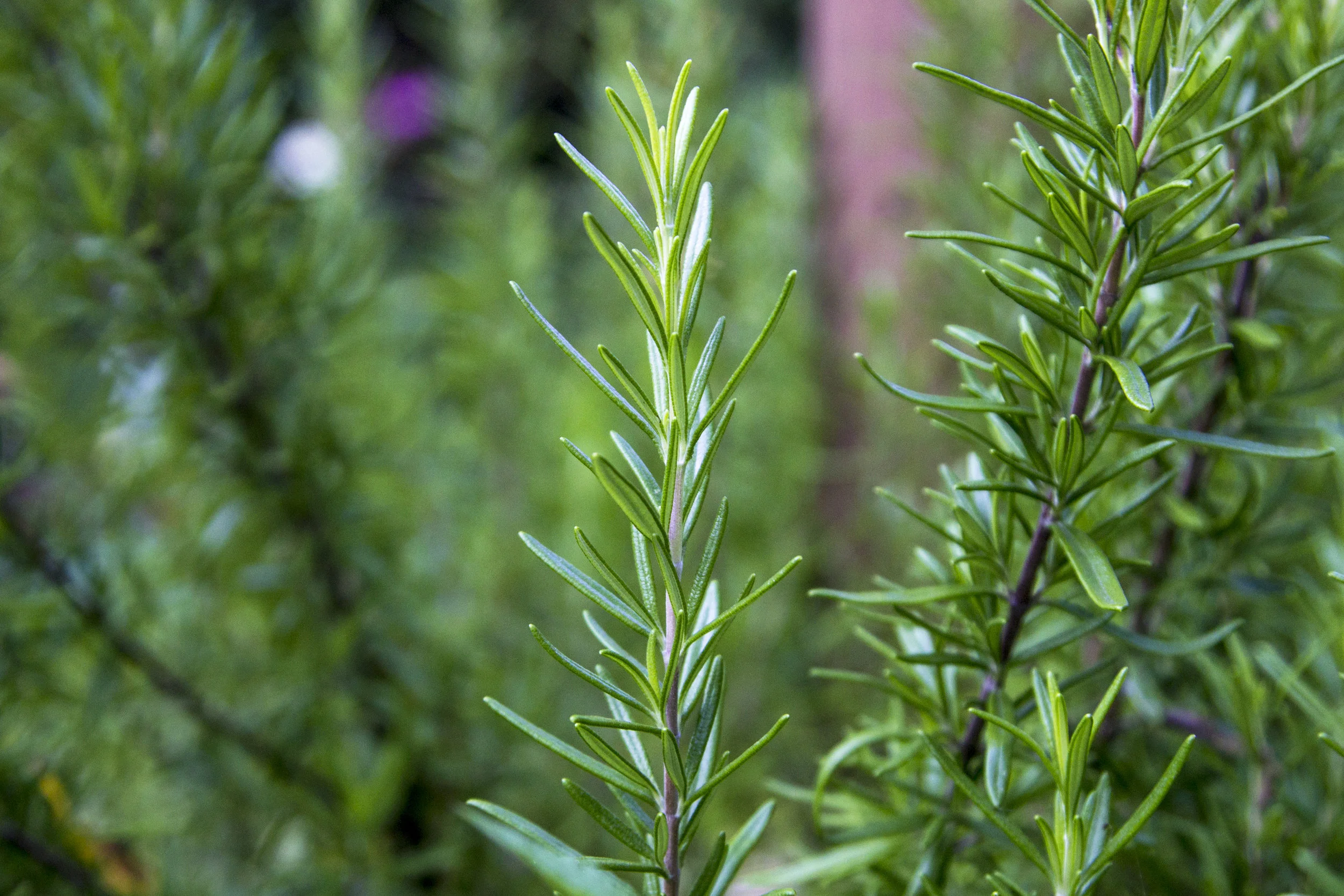 Rosemary