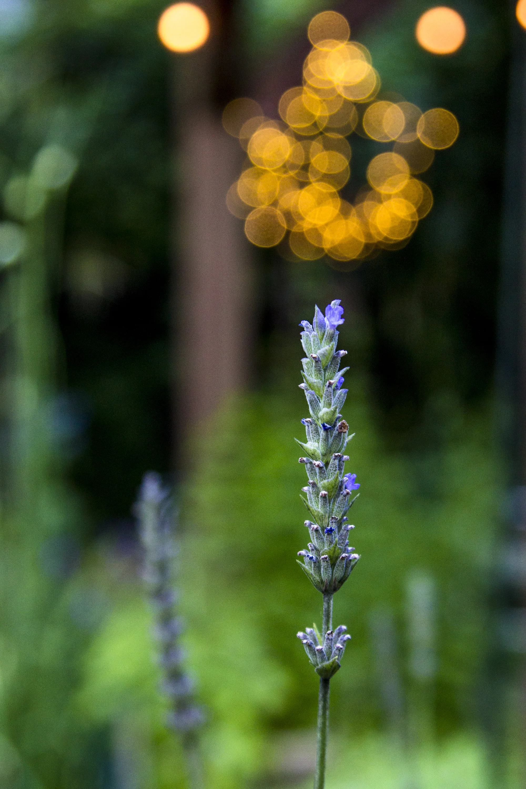 Lavender