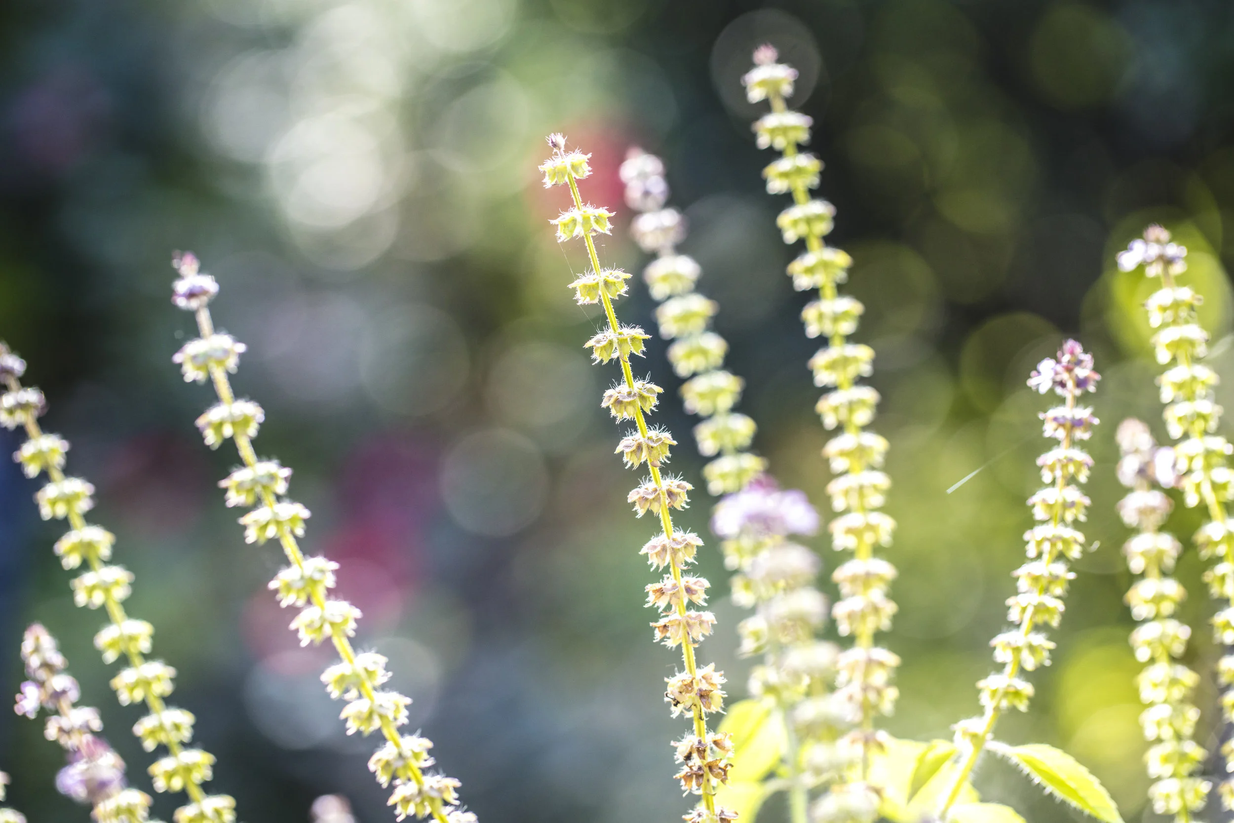 Holy Basil