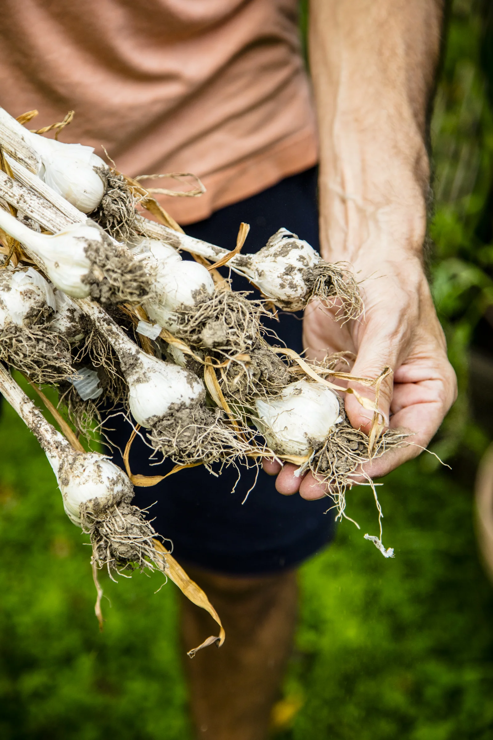 Harvested, dried garlic bulbs - ready to eat!