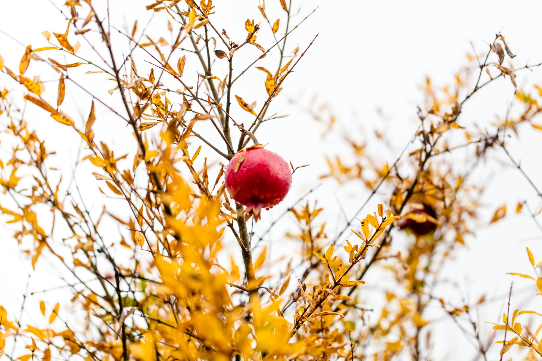 Pomegranate tree in Oakland, California