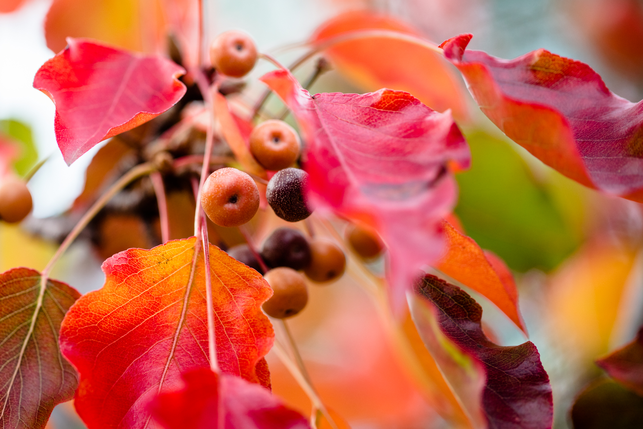 fall_foliage_nicolaparisi_0019.jpg