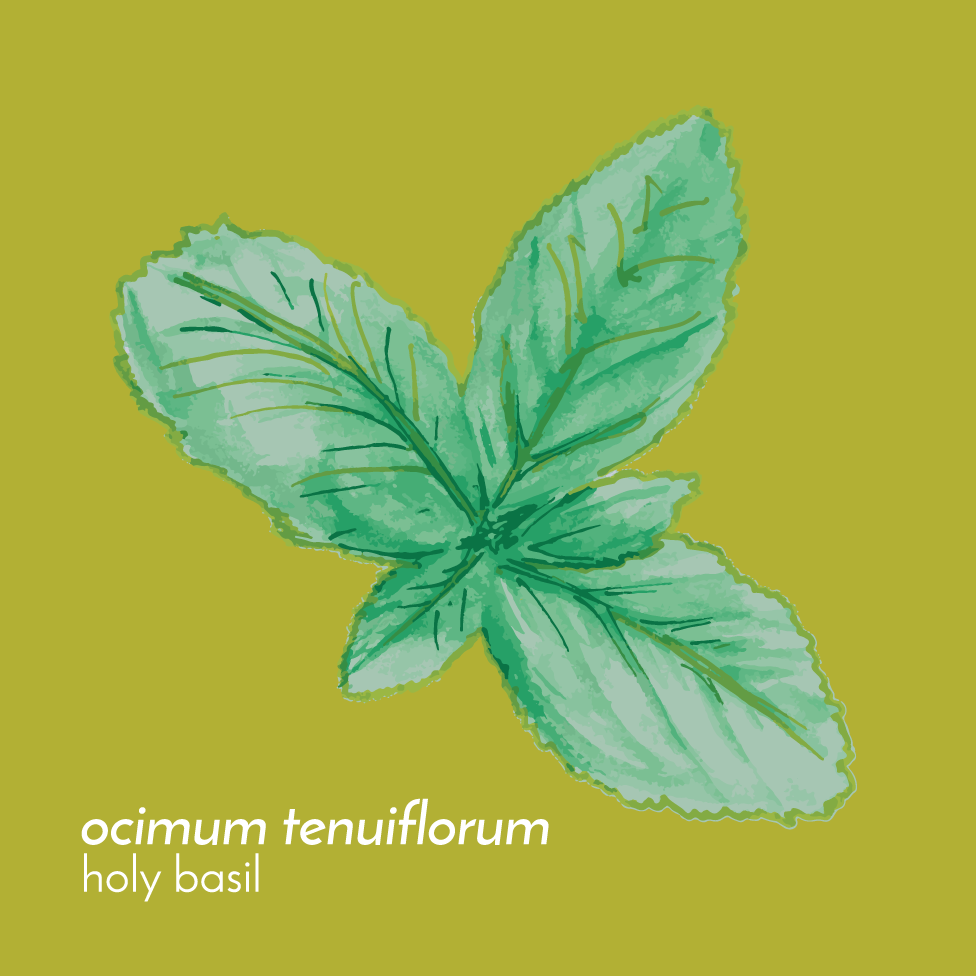 HolyBasilTincture-Front-01.png