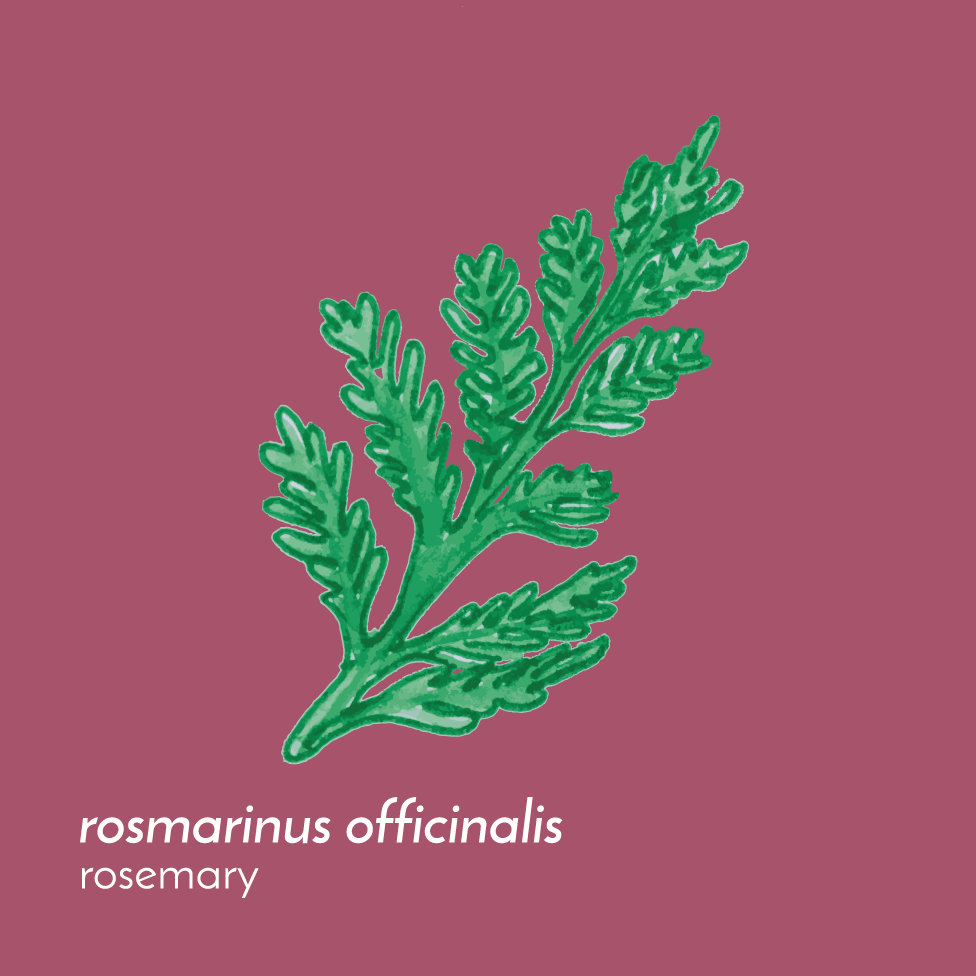 RosemaryFlowerEssence-Front-01.png