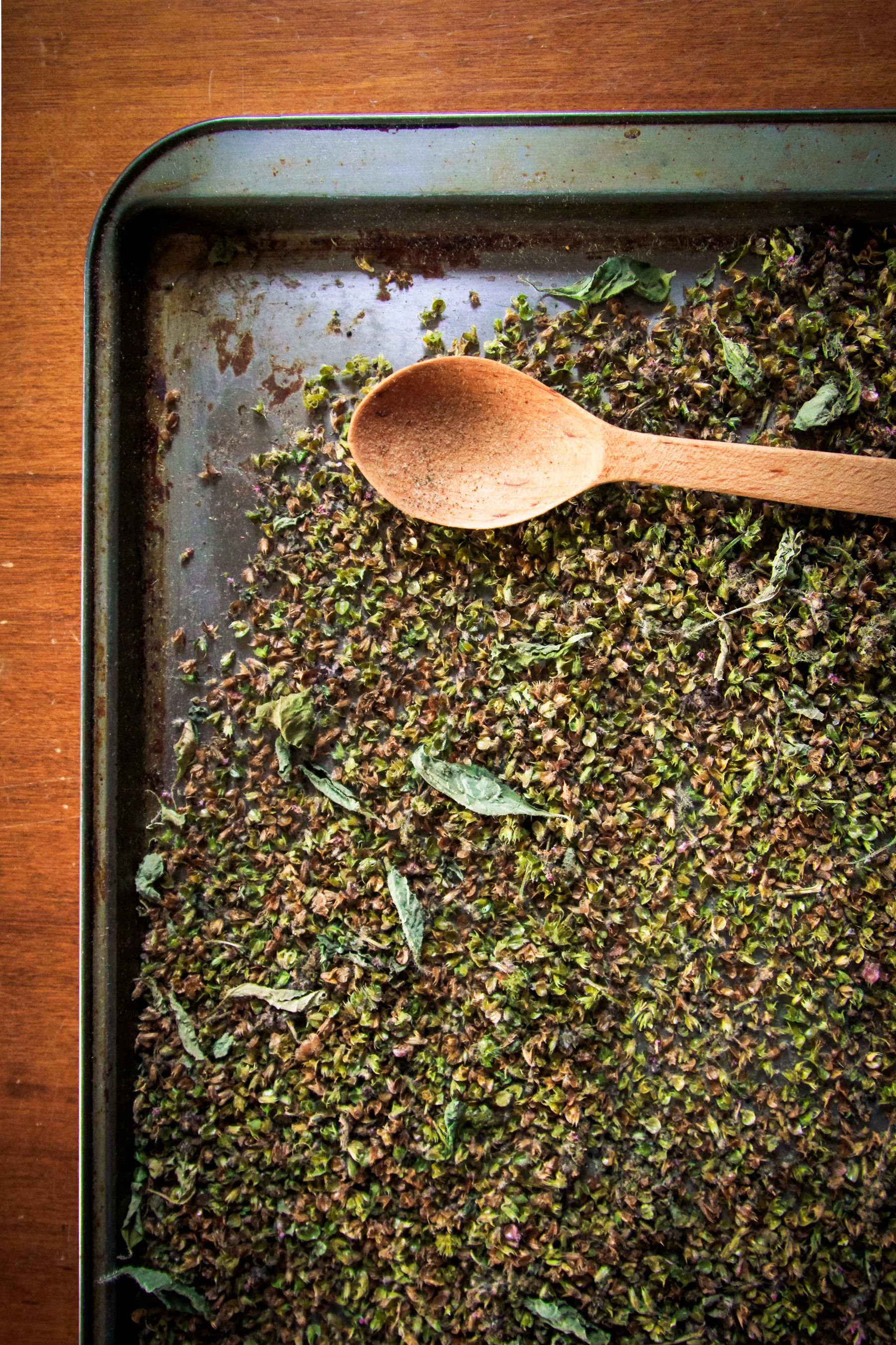 Harvest Holy Basil (Tulsi) from Laura's biodynamic garden