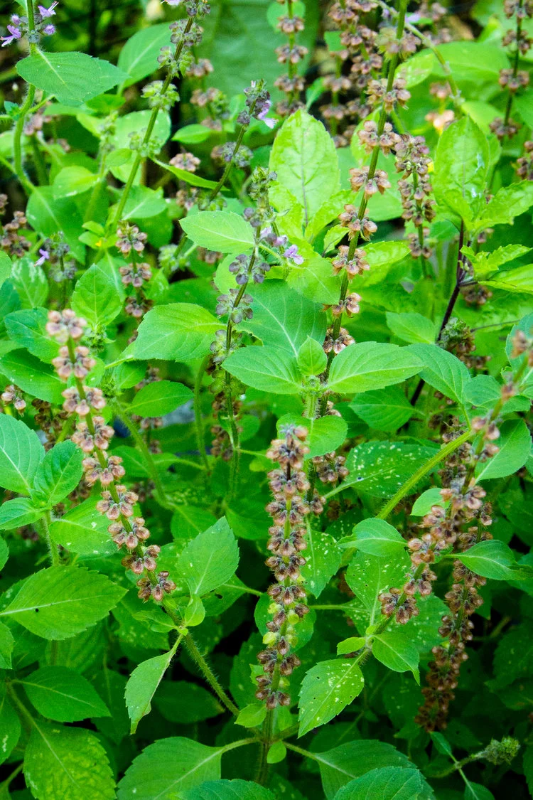 Holy basil in the summer garden