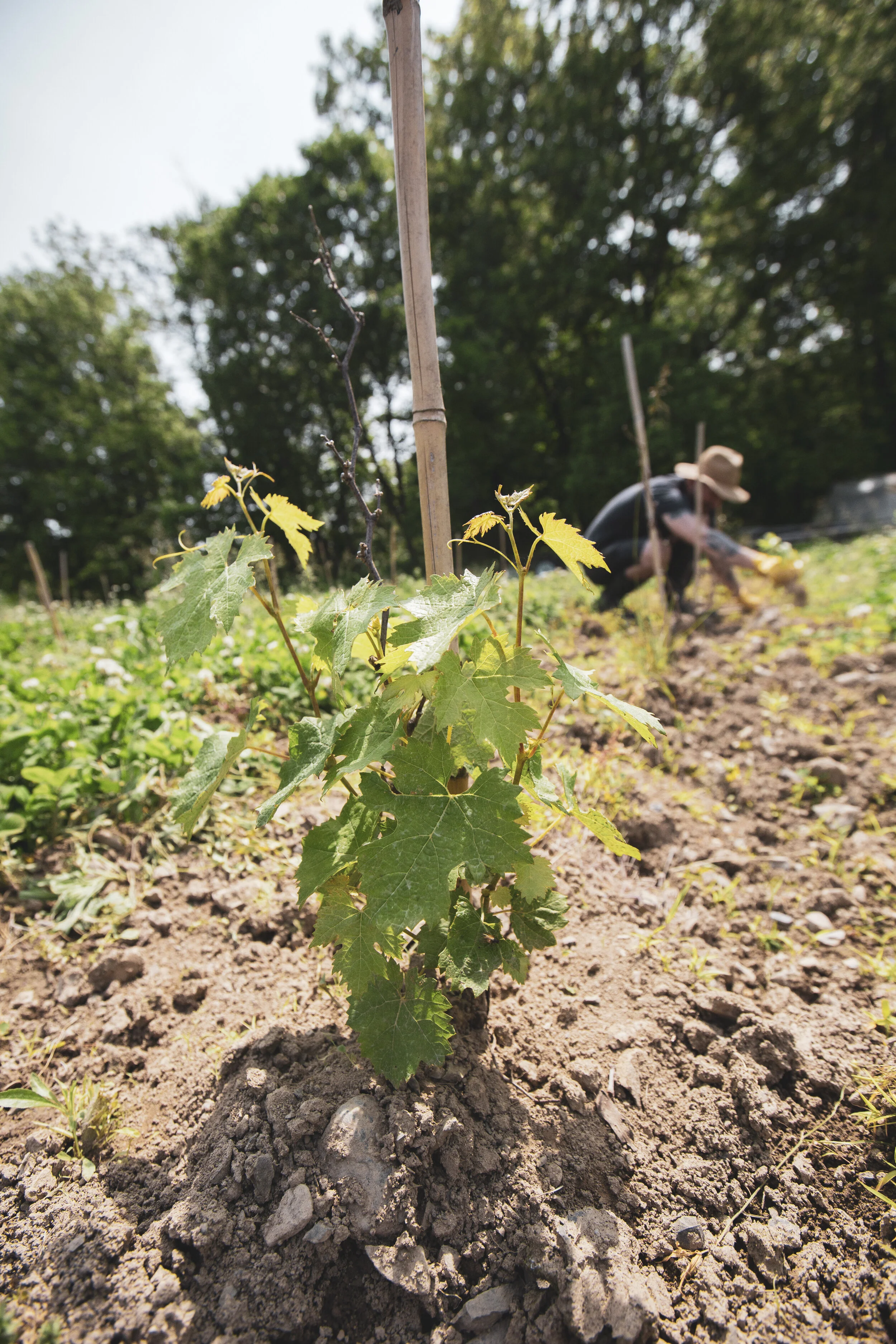 WILD ARC JUNE_2_Credit_Alfie_Alcantara.JPG