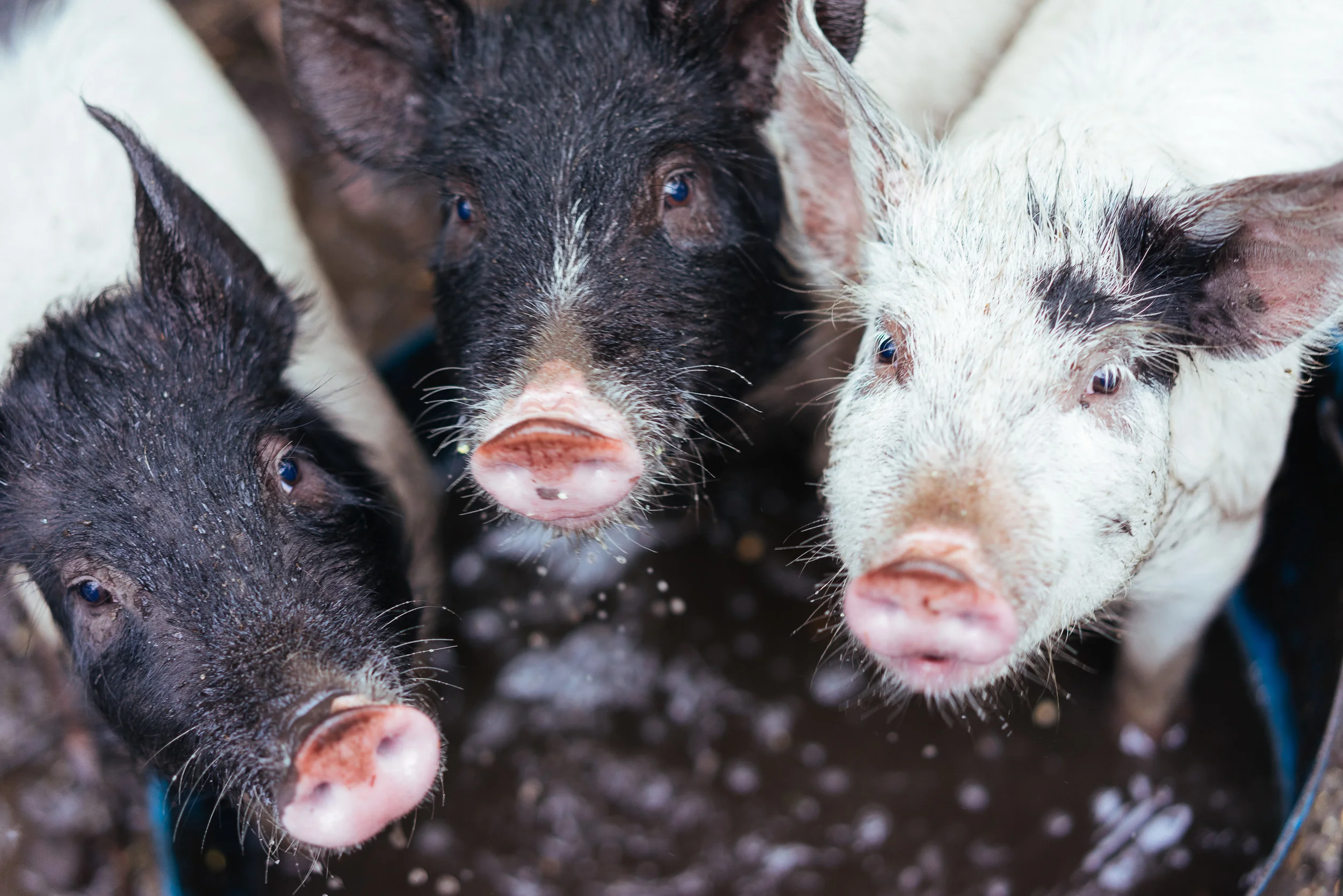 Pigs in the vineyard Margaret River