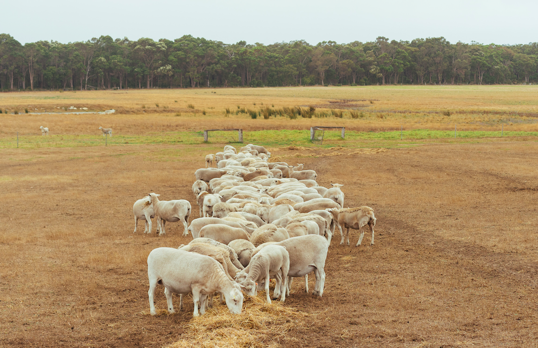 WIltshire sheep in the paddock at Glenarty Road Farm