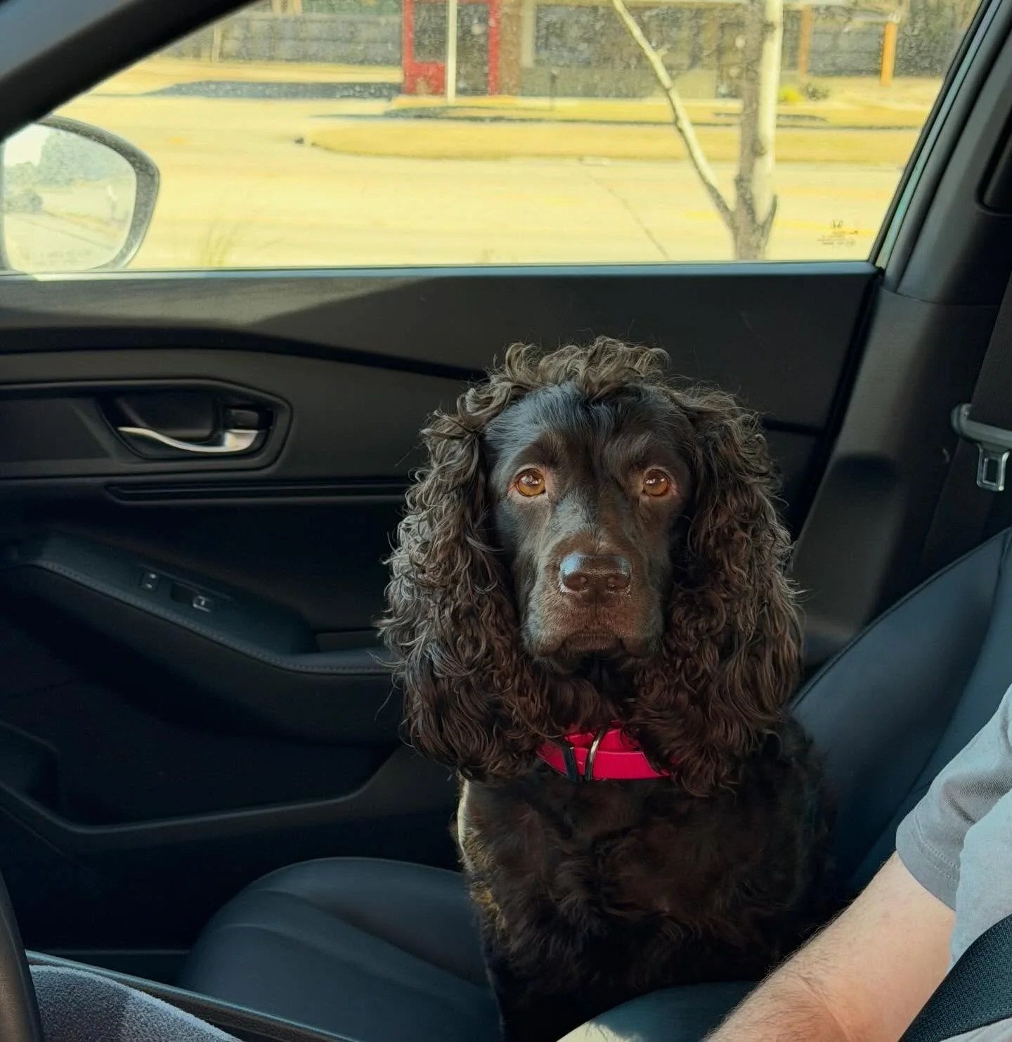 Love to see our furry friends in drive thru! 
Meet Willow, the beautiful Boykin Spaniel.🐾
#furryfriend #poboyexpress #poboy #225batonrouge #foryou