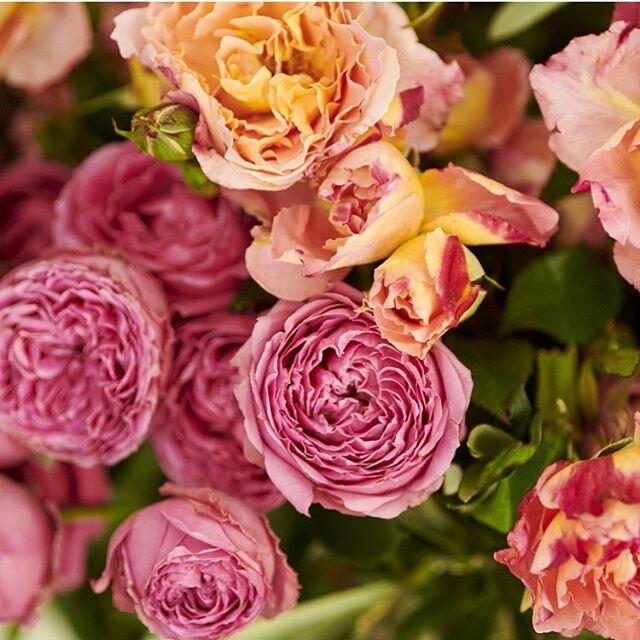 Brass&eacute;e de roses du jardin au parfum de citron et pamplemousse