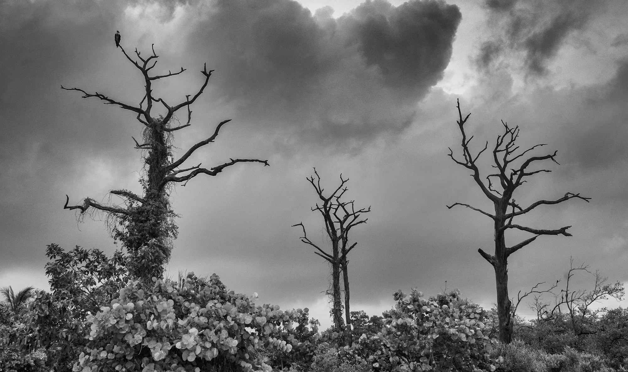 Trees, Neal Preserve, Manatee County, Florida
