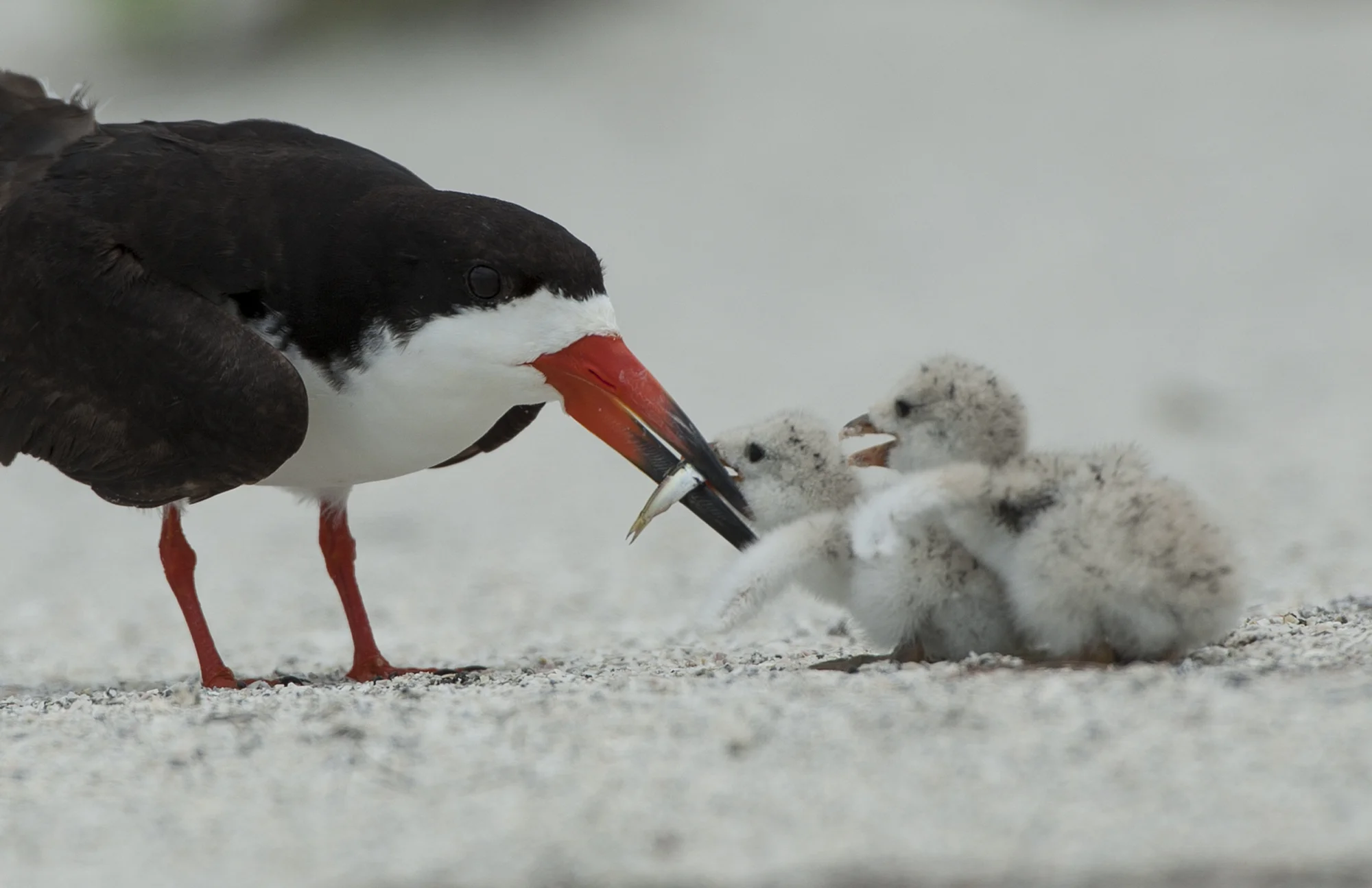 Black Skimmers 7, Holmes Beach, Florida.