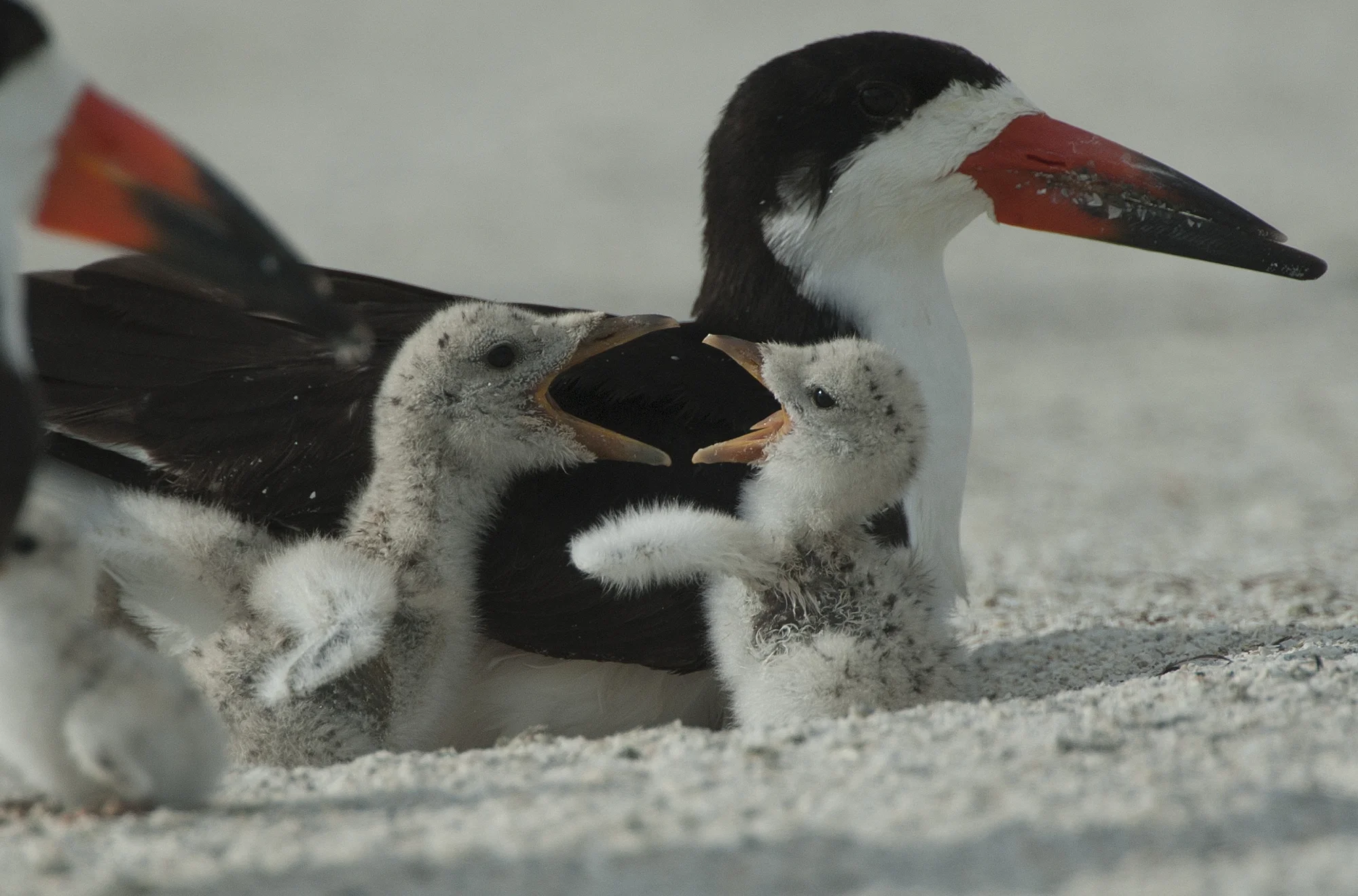 My beak is bigger! Black Skimmers, Holmes Beach, Florida.