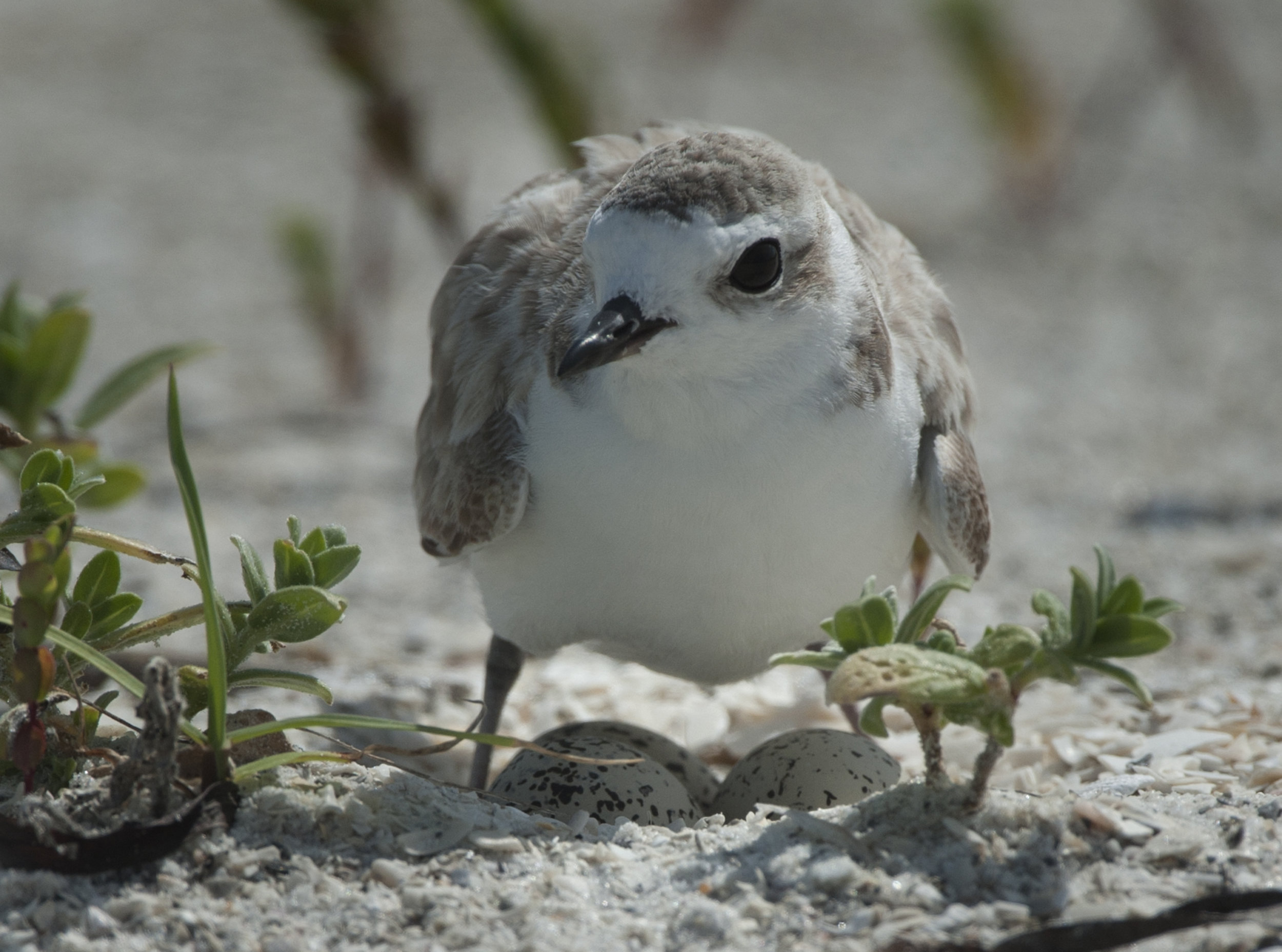Snowy Plover caring for three eggs, Anna Maria, Florida