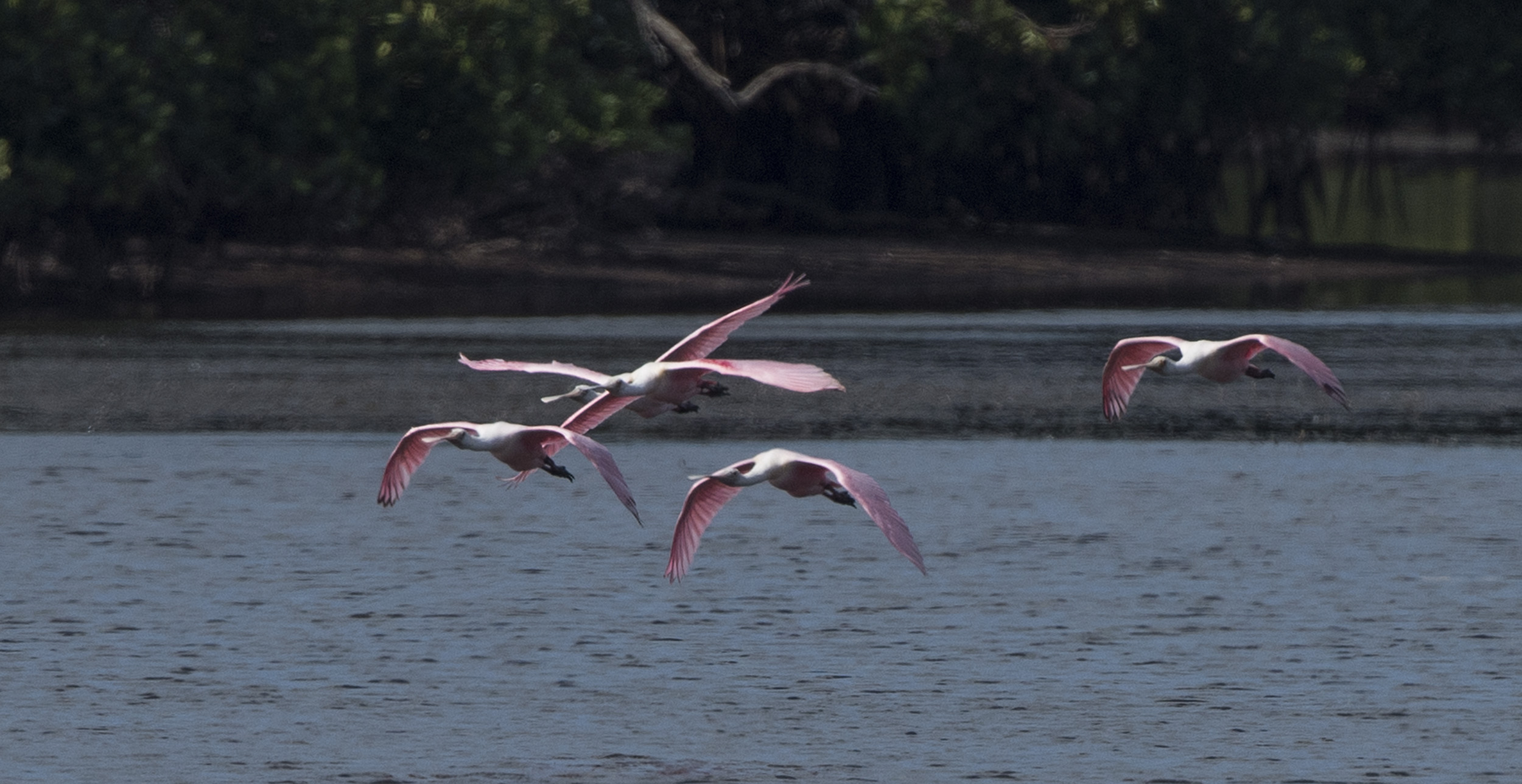 Under the Radar. Robinson Preserve, Manatee County, Florida