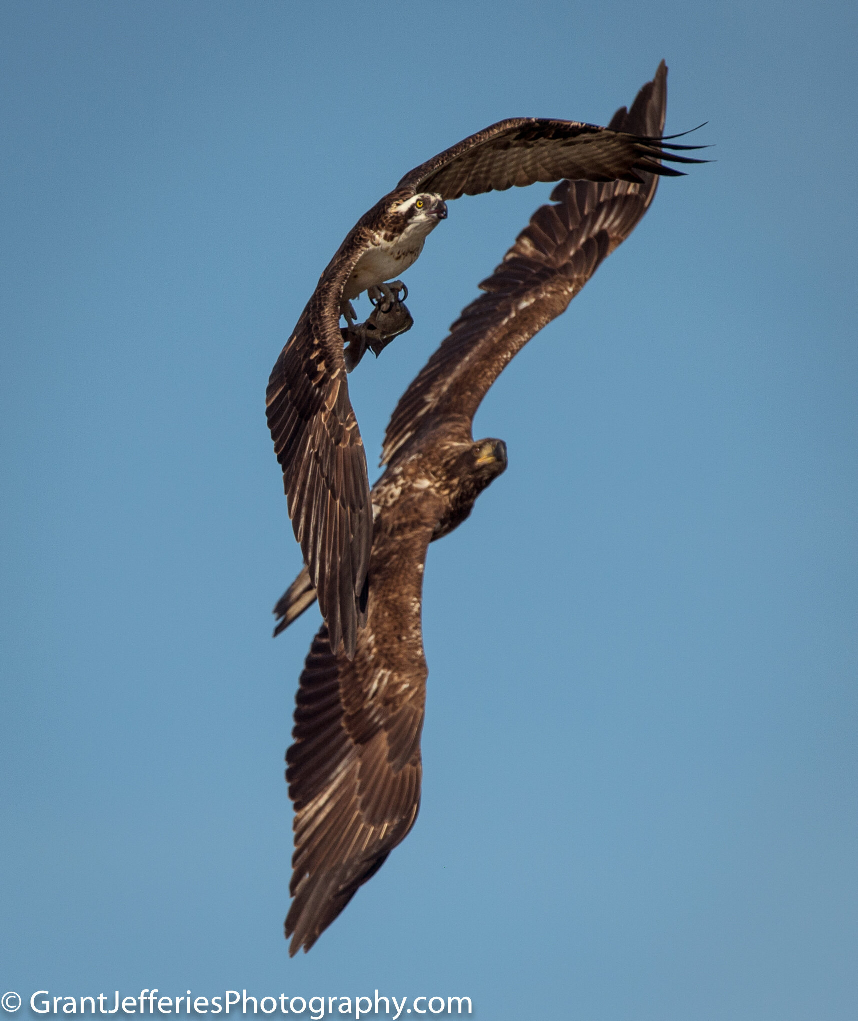 Robinson_eagle_osprey_3822.jpg