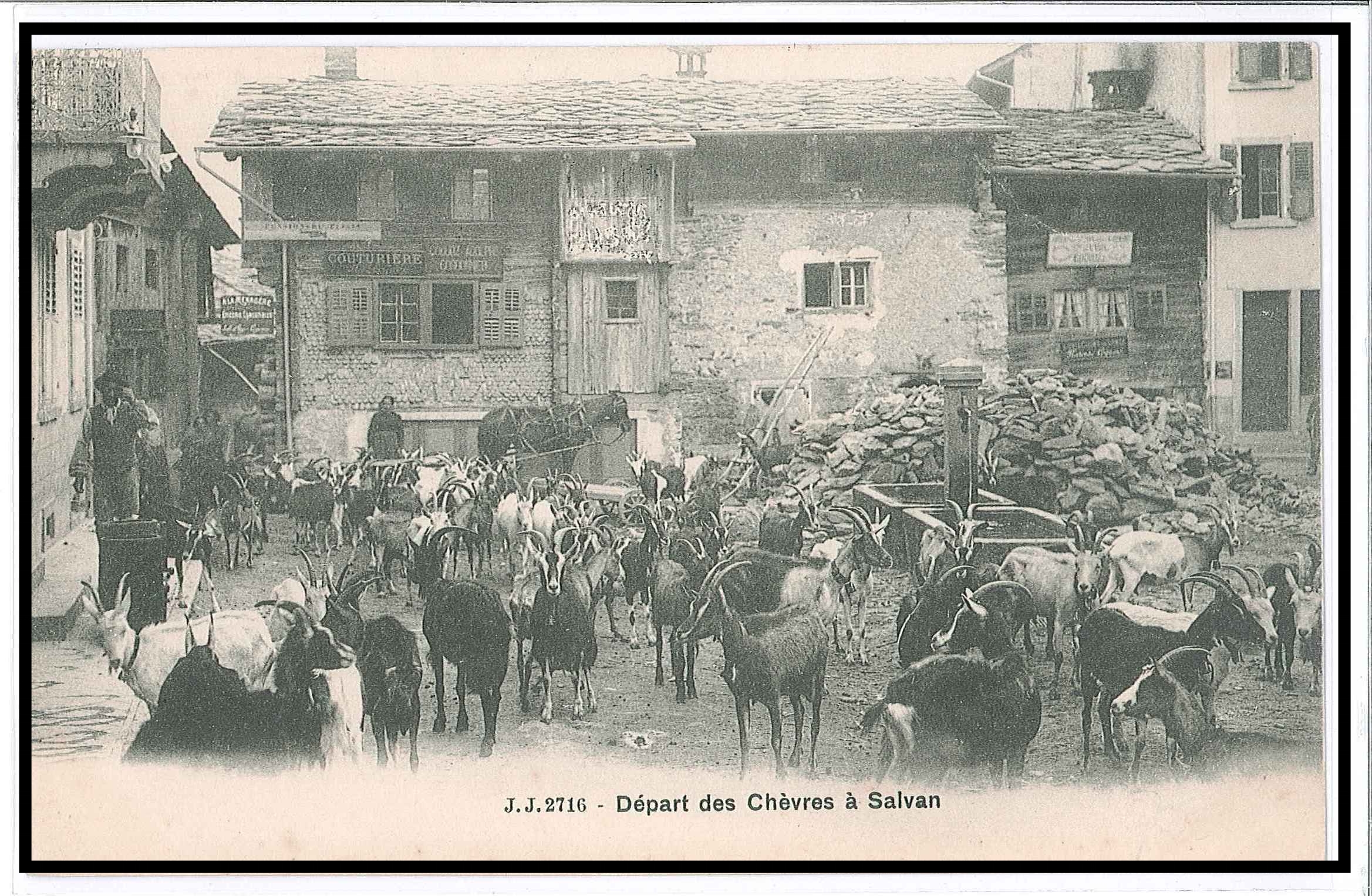 depart des chevres a Salvan .jpg