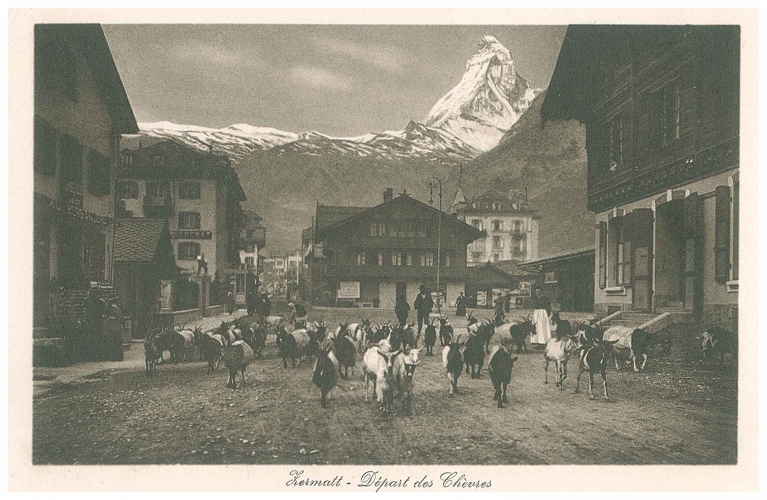 Depart des chevres Zermatt_2.jpg