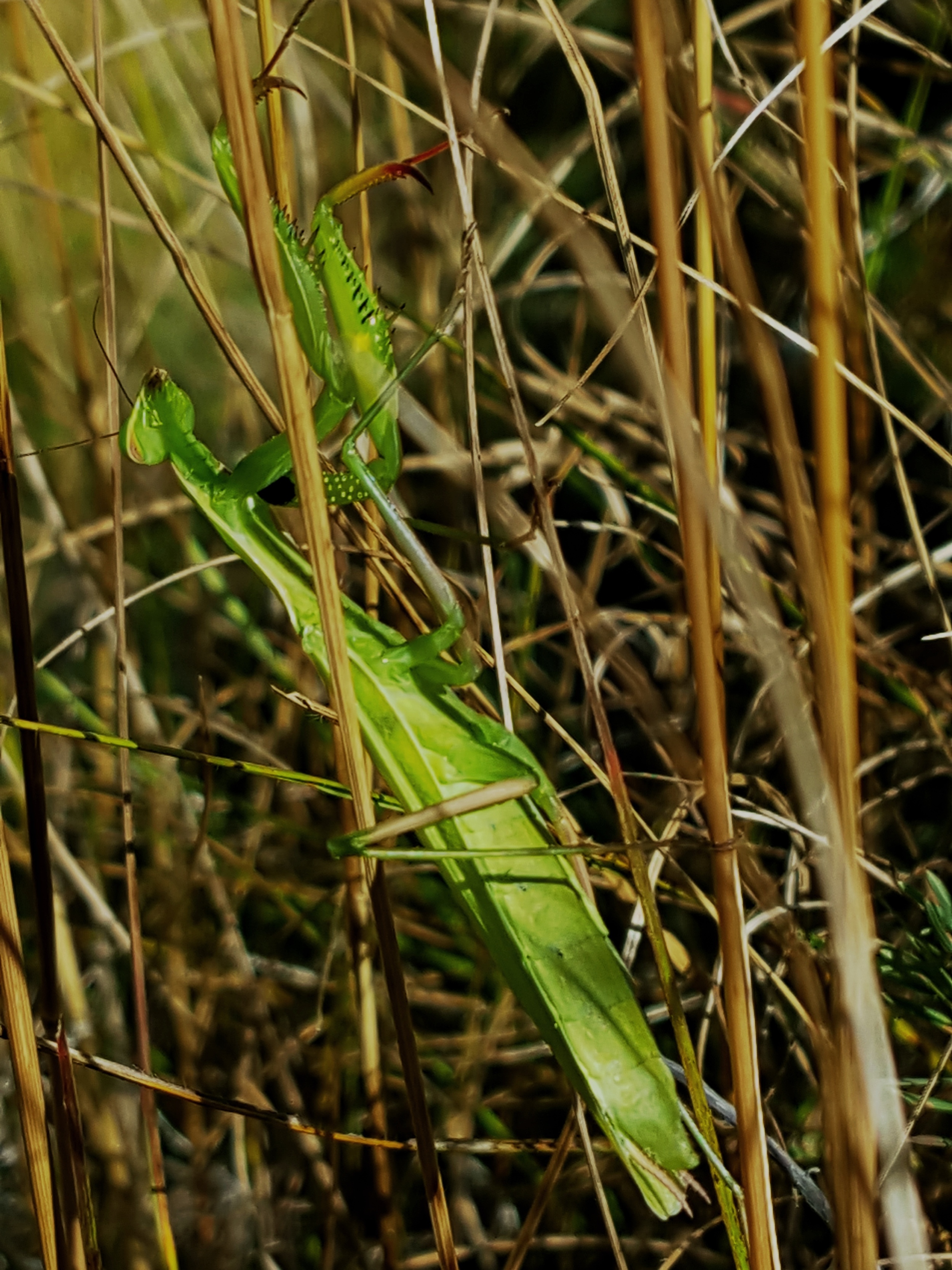 Gottesanbeterin (Mantis religiosa)