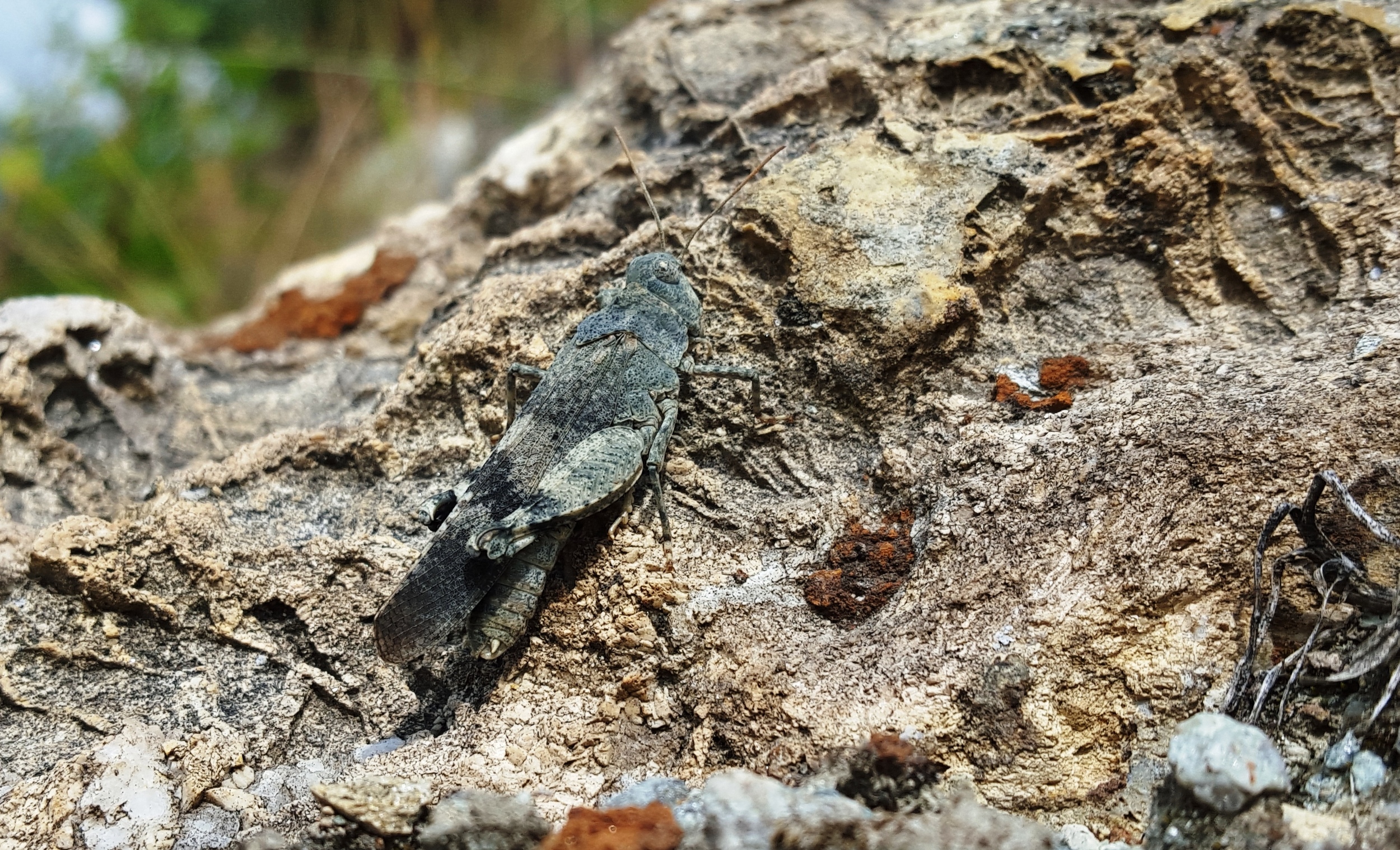 Blauflügelige Ödlandschrecke (Oedipoda caerulescens)