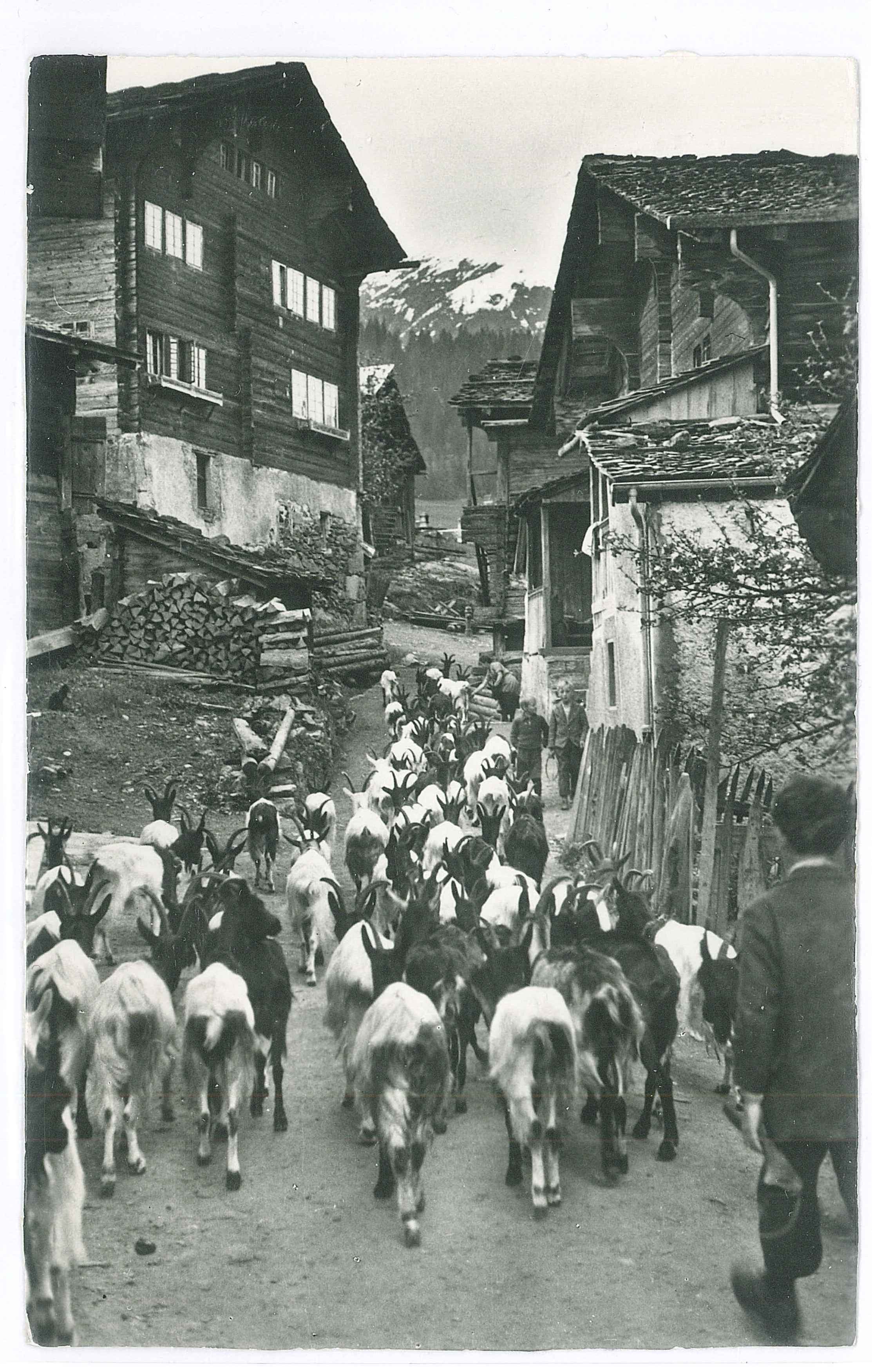 Ziegen im Dorf_postkarte 1953.jpg