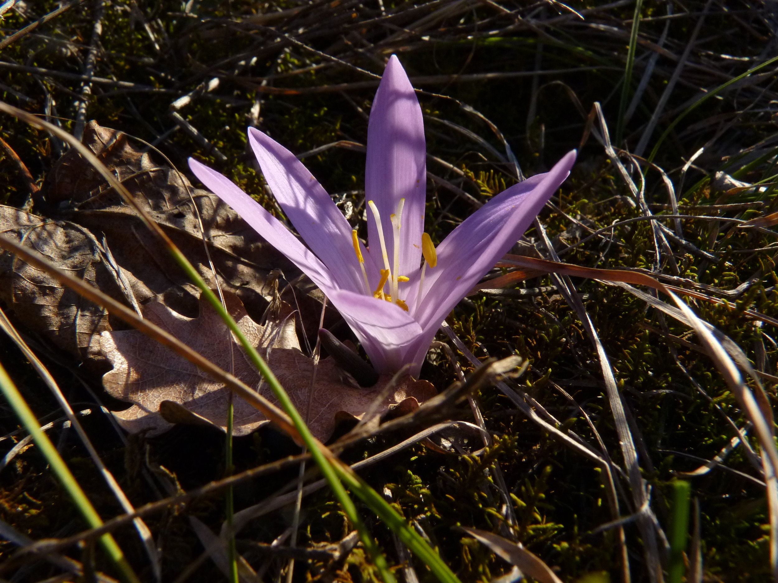 Lichtblume (Bulbocodium vernum)