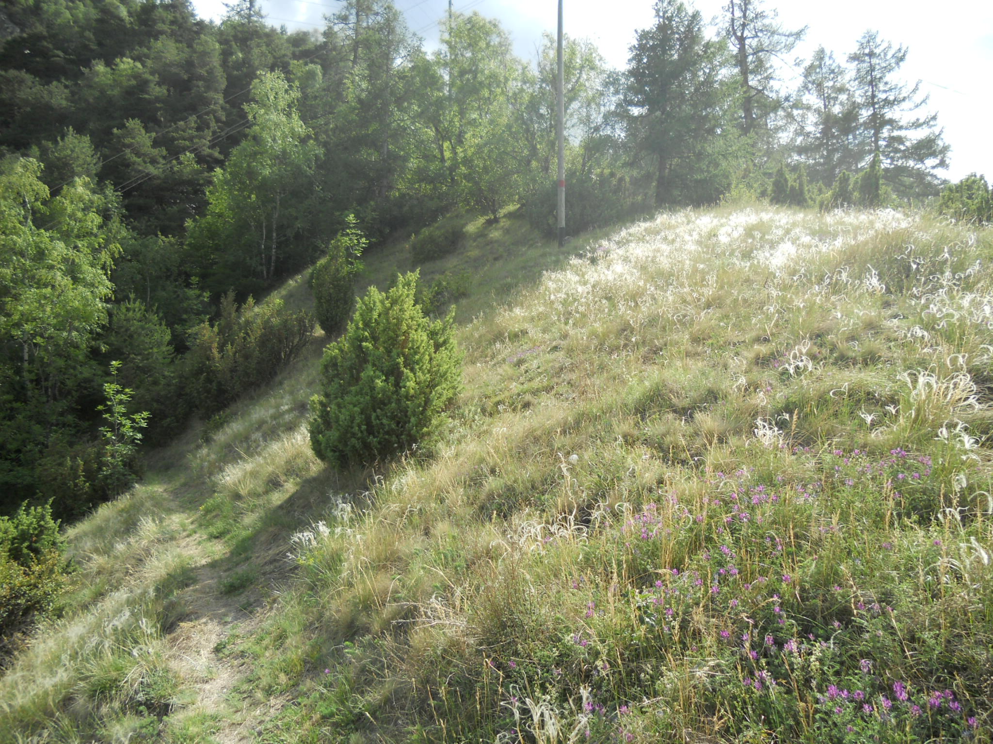 Steppe_Stipa-sp_Astragalus-onobrychis_Juniperus-communis.jpg