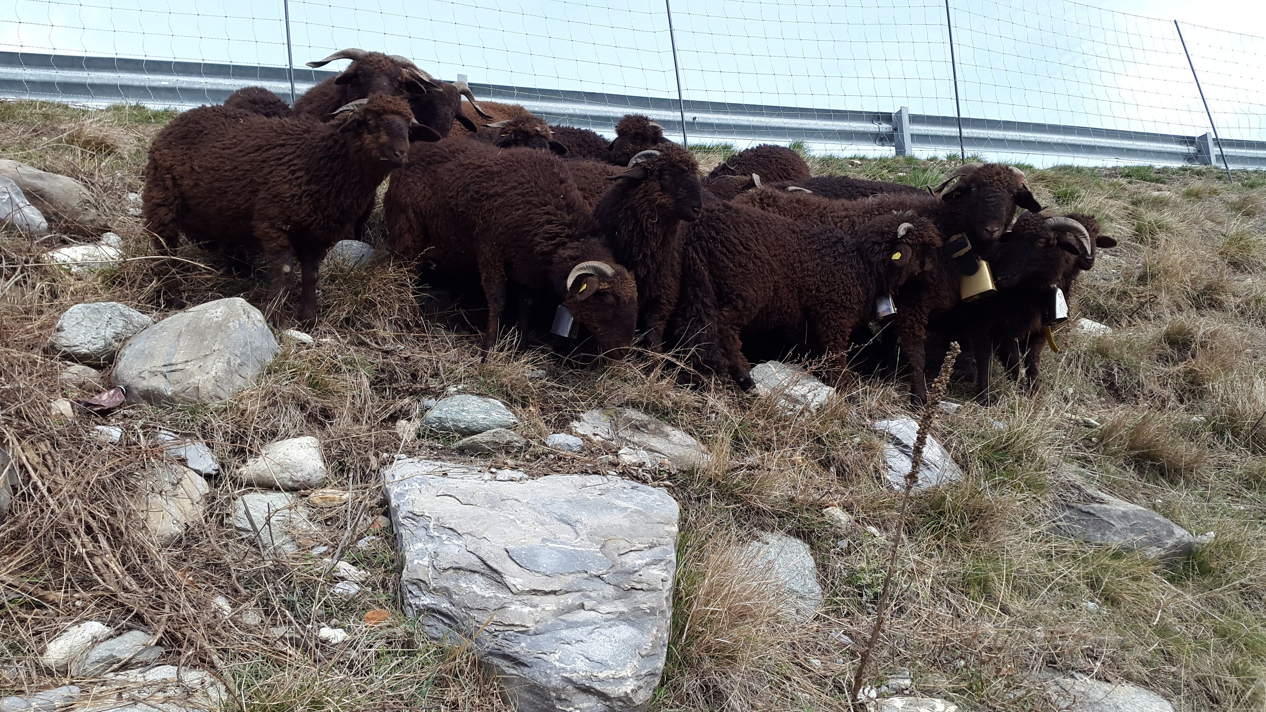 Unsere 16 braunen Walliser Landschafe