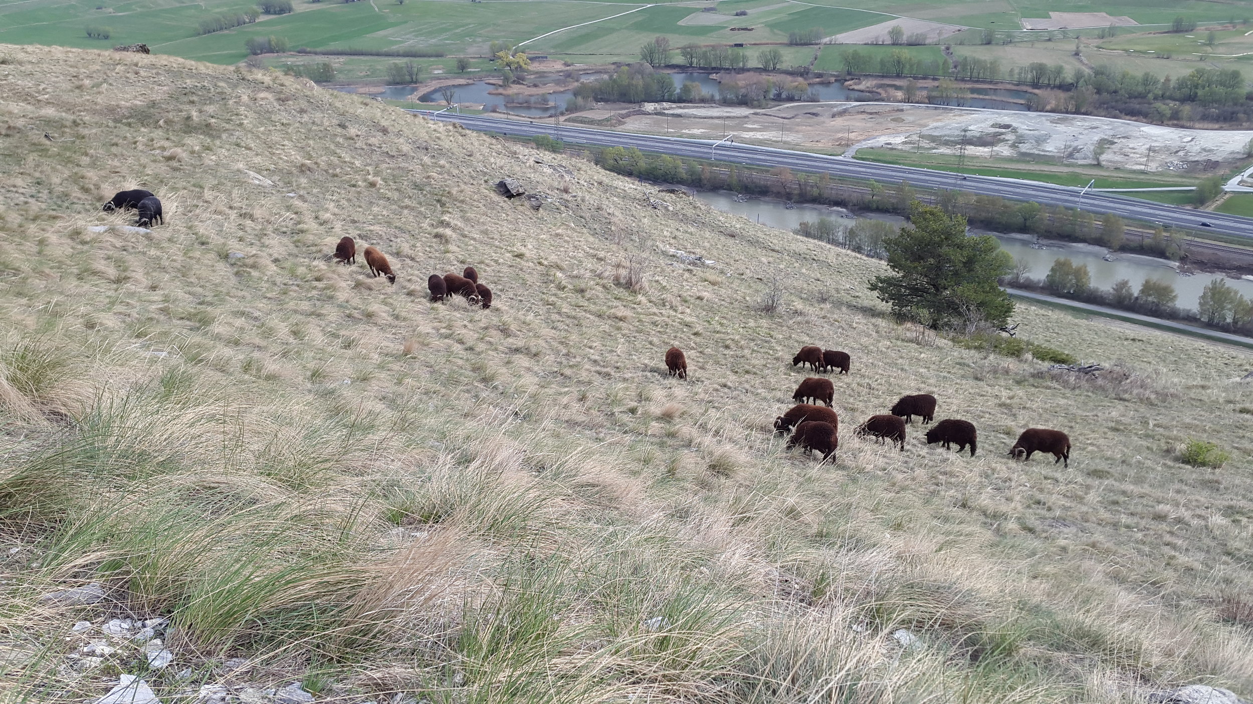 Die Walliser Landschafe pflegen die Steppe