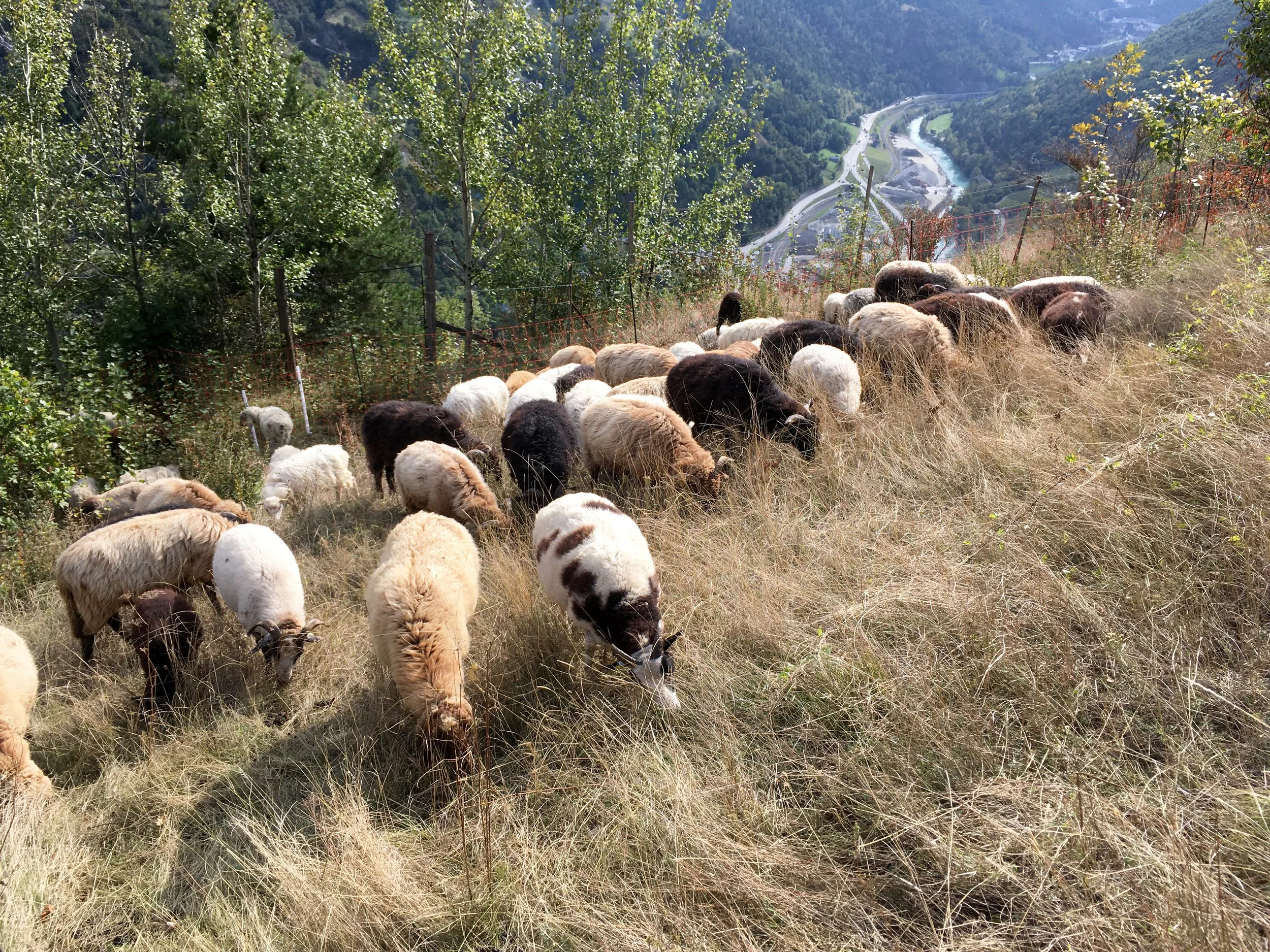 Entbuschung schützt den bedrohten Leinkraut-Scheckenfalter