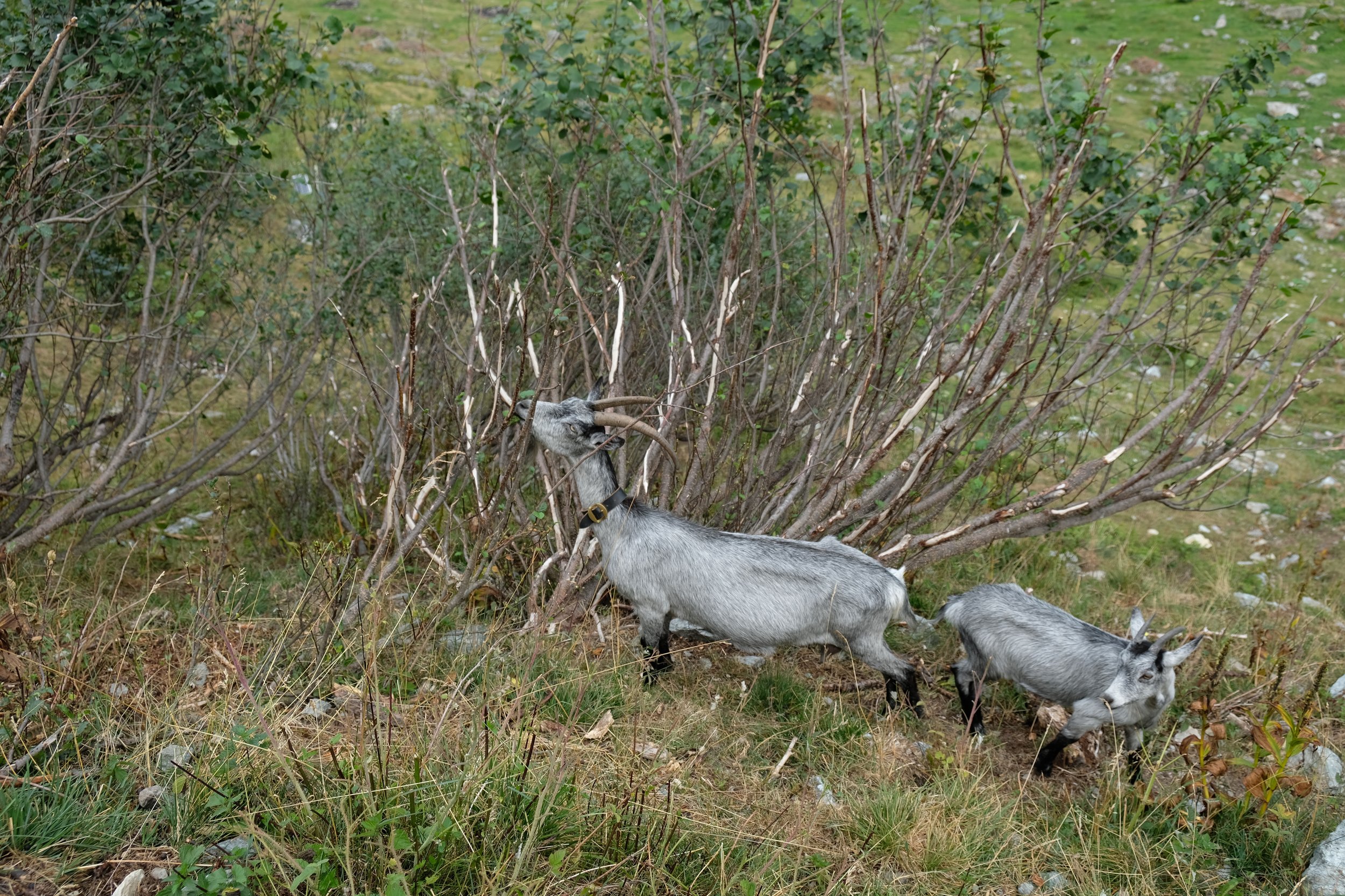 Ziegen und Schafe bekämpfen die Sträucher nachhaltig