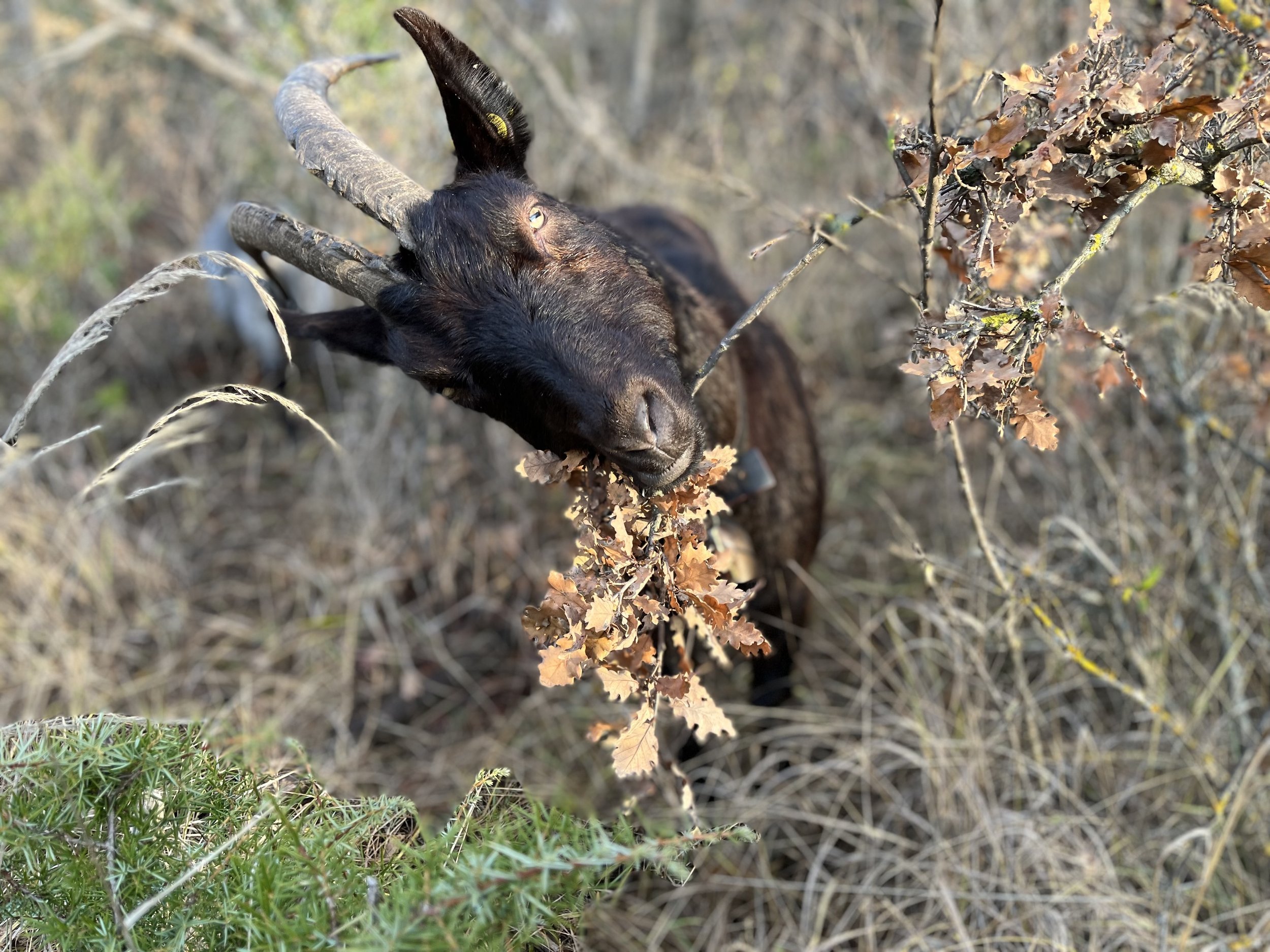  Photo: Maya Brehm, licensed under CC BY-NC-ND 4.0. 