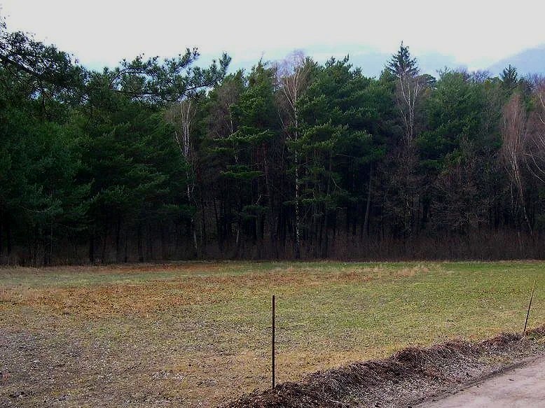 einheitlicher Waldrand vorher