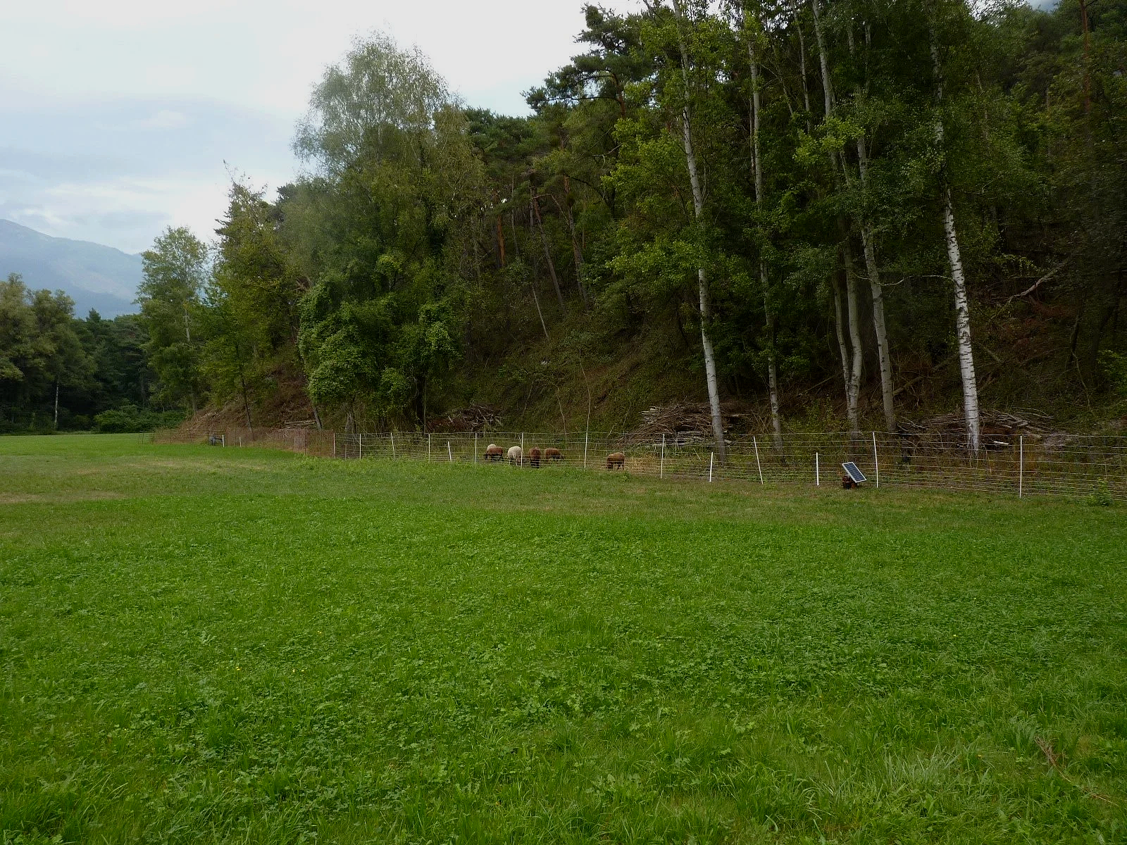 Strukturierter Waldrand