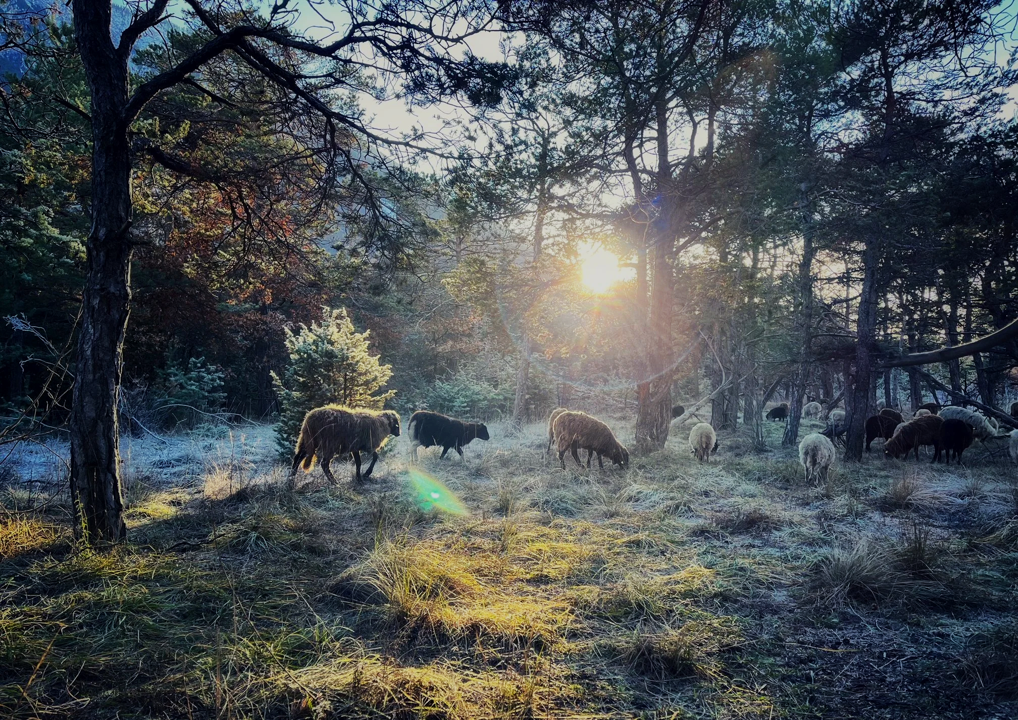 Winterweide und Tierwohl: geht das zusammen?