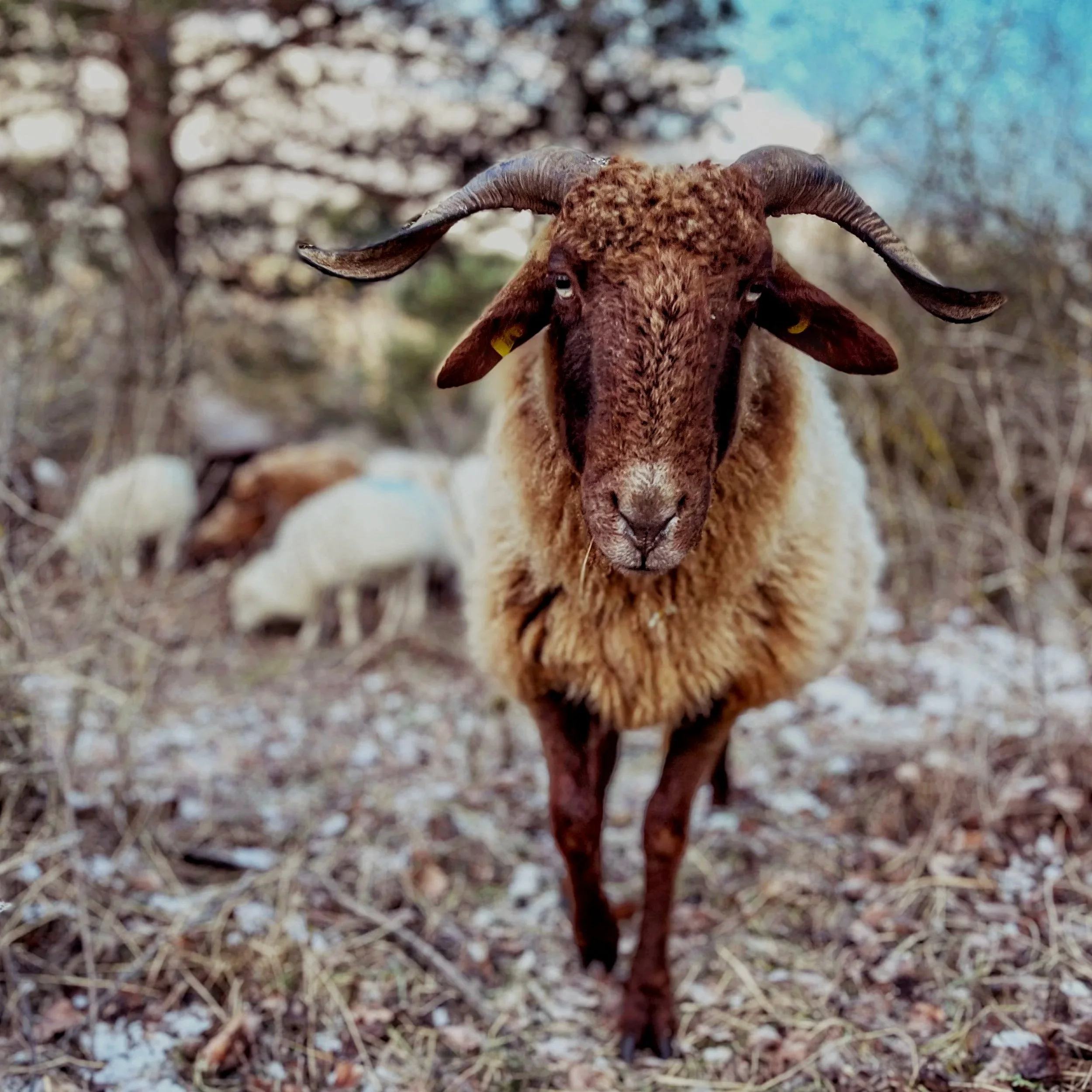  Photo: Maya Brehm, licensed under CC BY-NC-ND 4.0. 