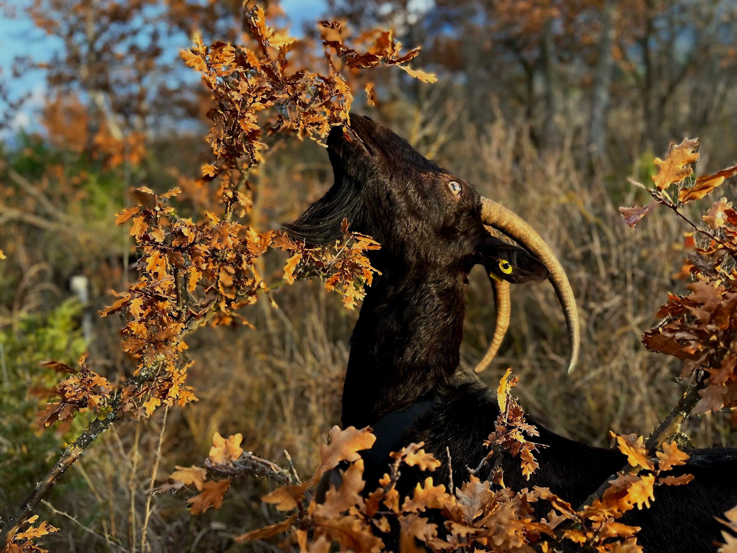  Photo: Maya Brehm, licensed under CC BY-NC-ND 4.0. 