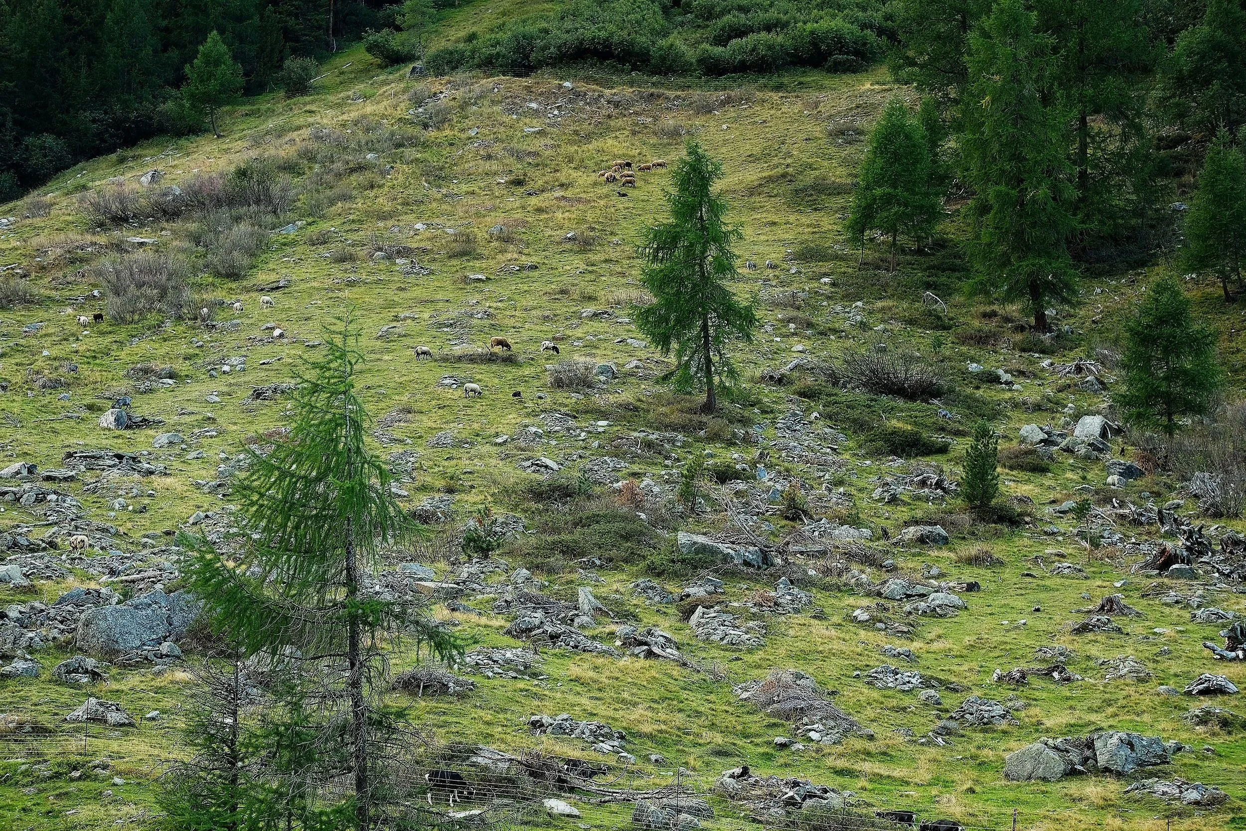 Faunus Schafe und Ziegen bekämpfen die Verbuschung